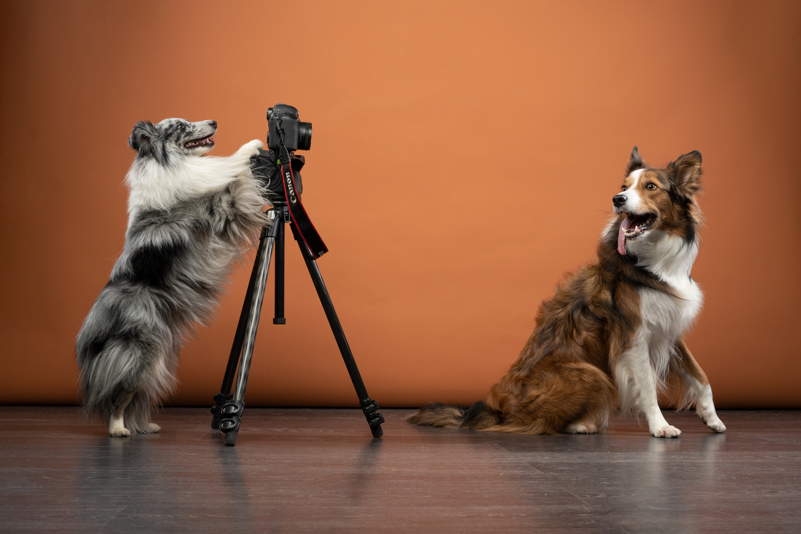 В студии. Фотограф анималист