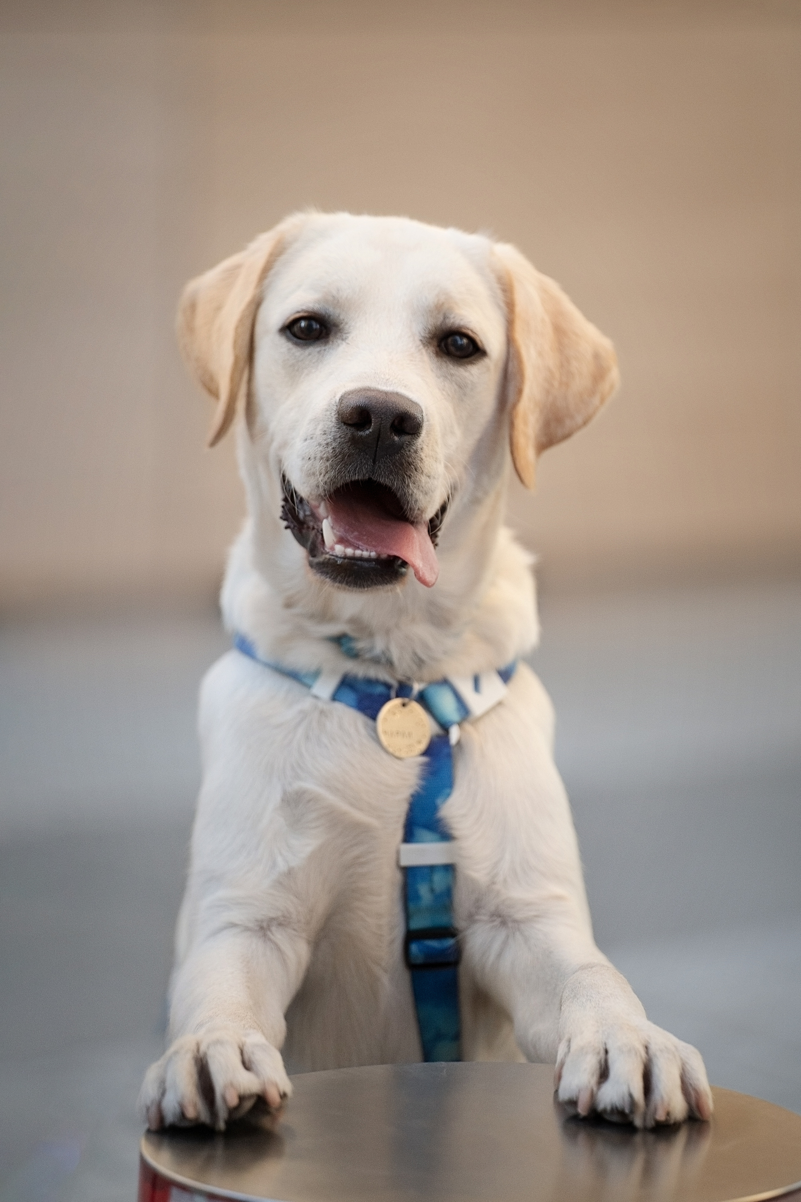 Наташа и Чарли. Фотограф анималист