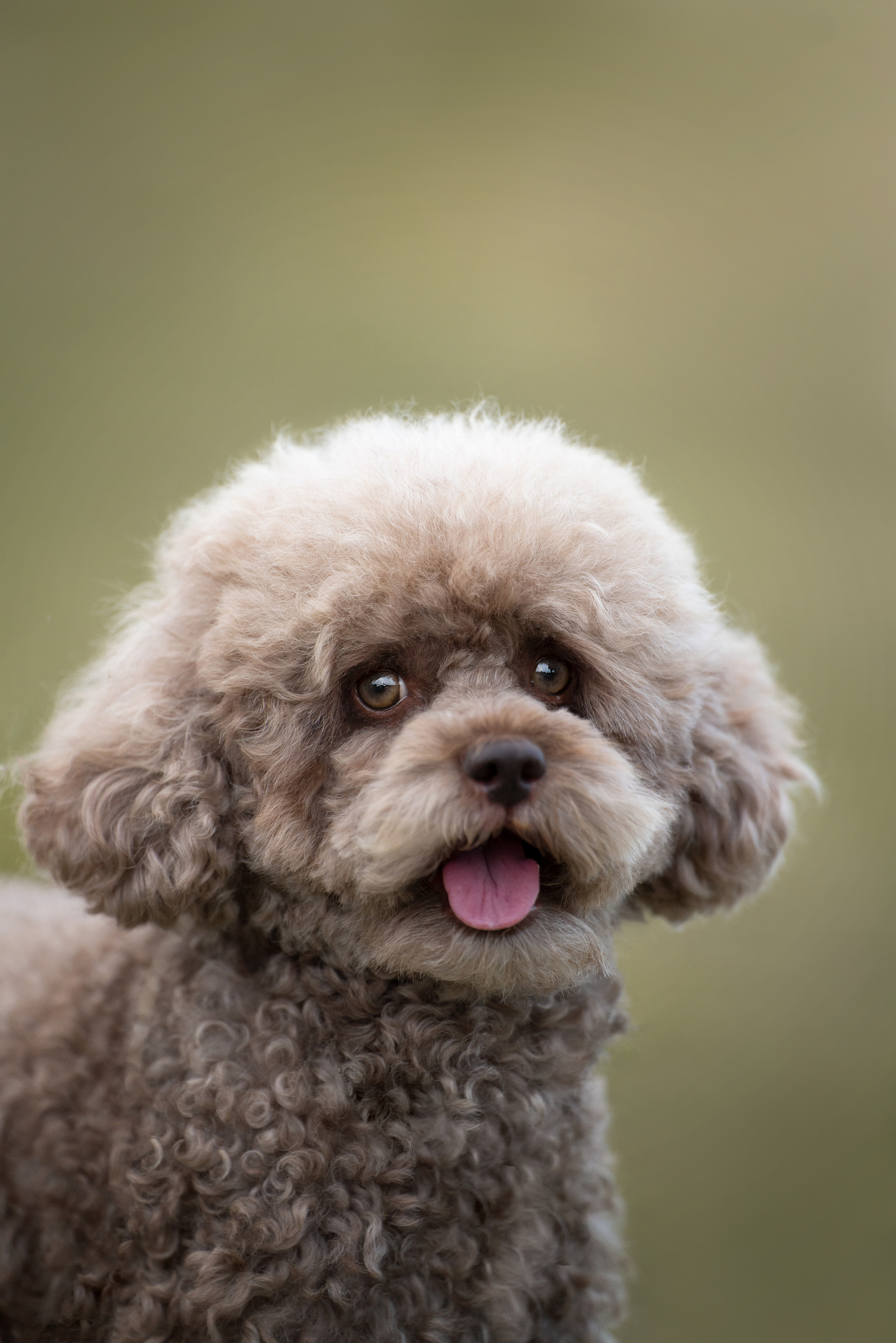 Кудрявая семья. Фотограф анималист