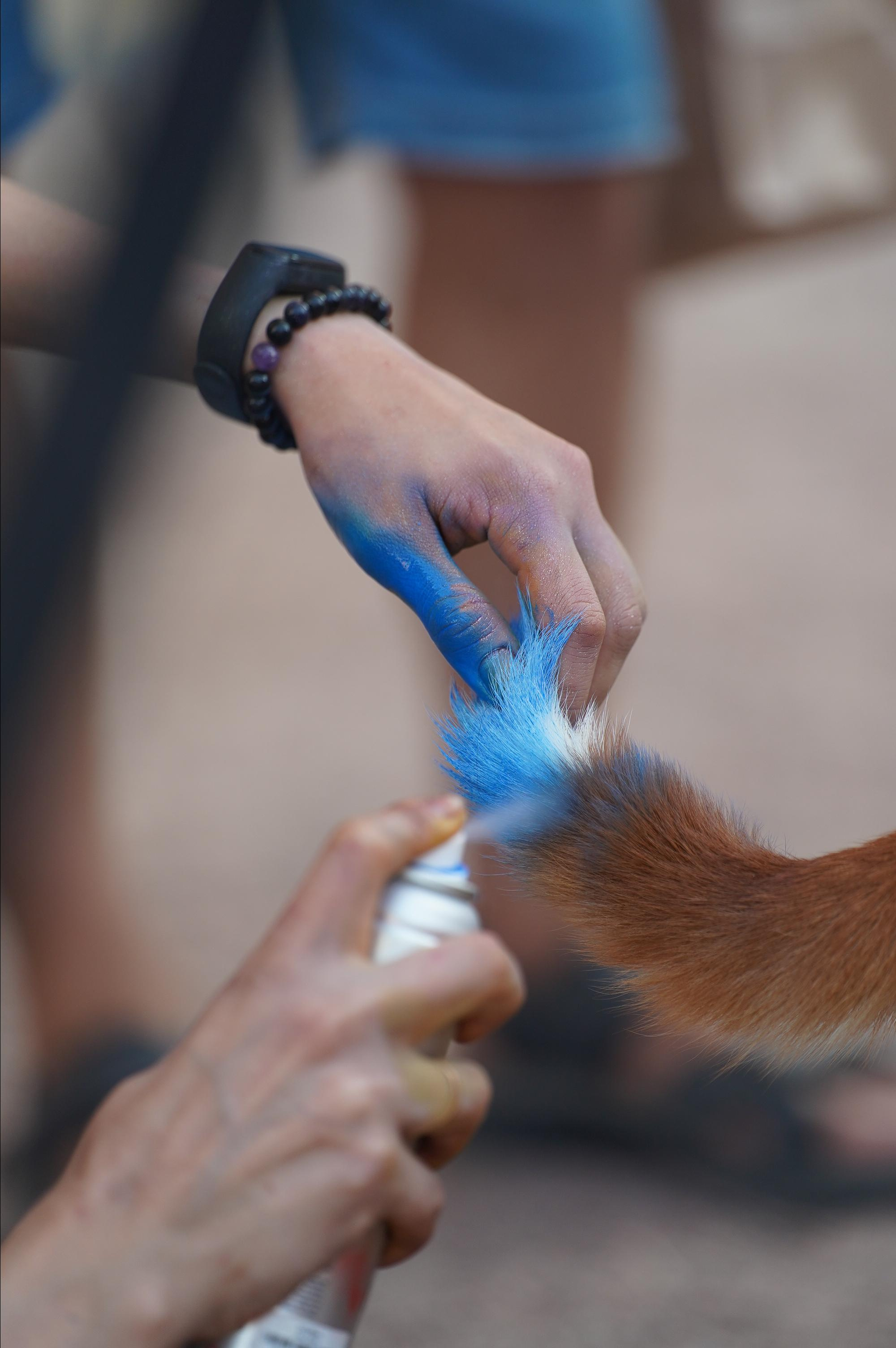 Петшопдей. Фотограф анималист