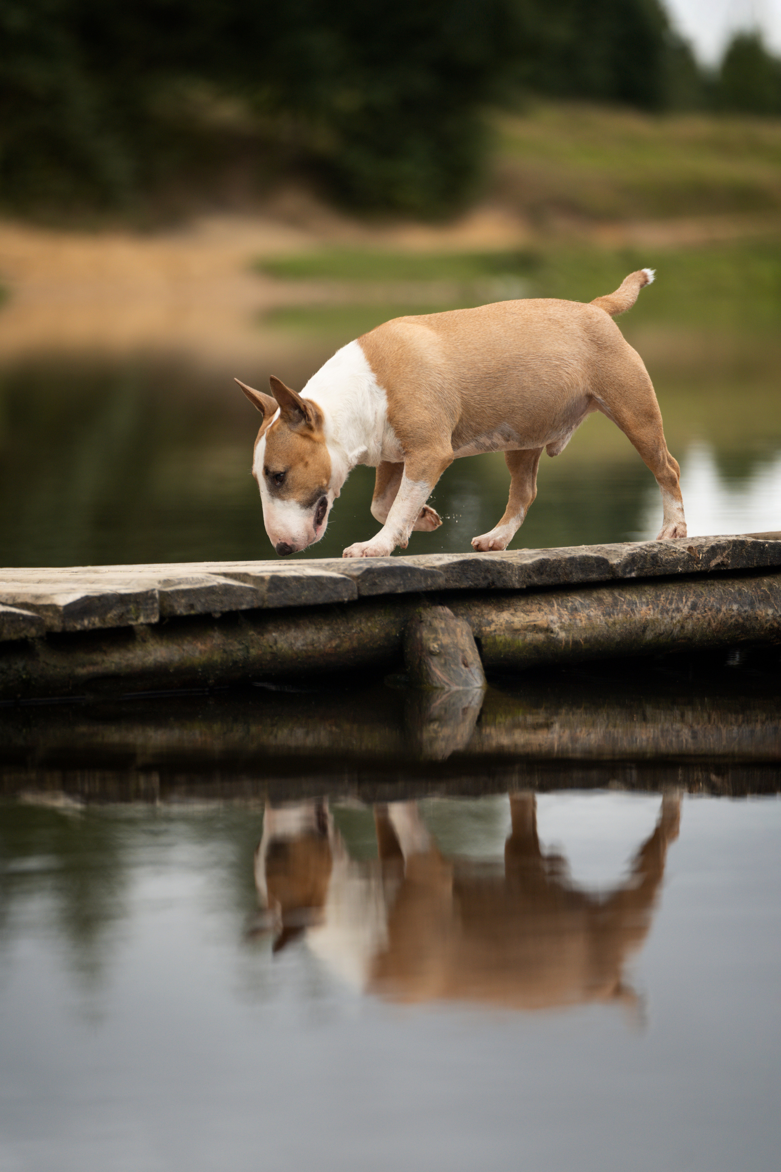 Яна и Юни. Фотограф анималист