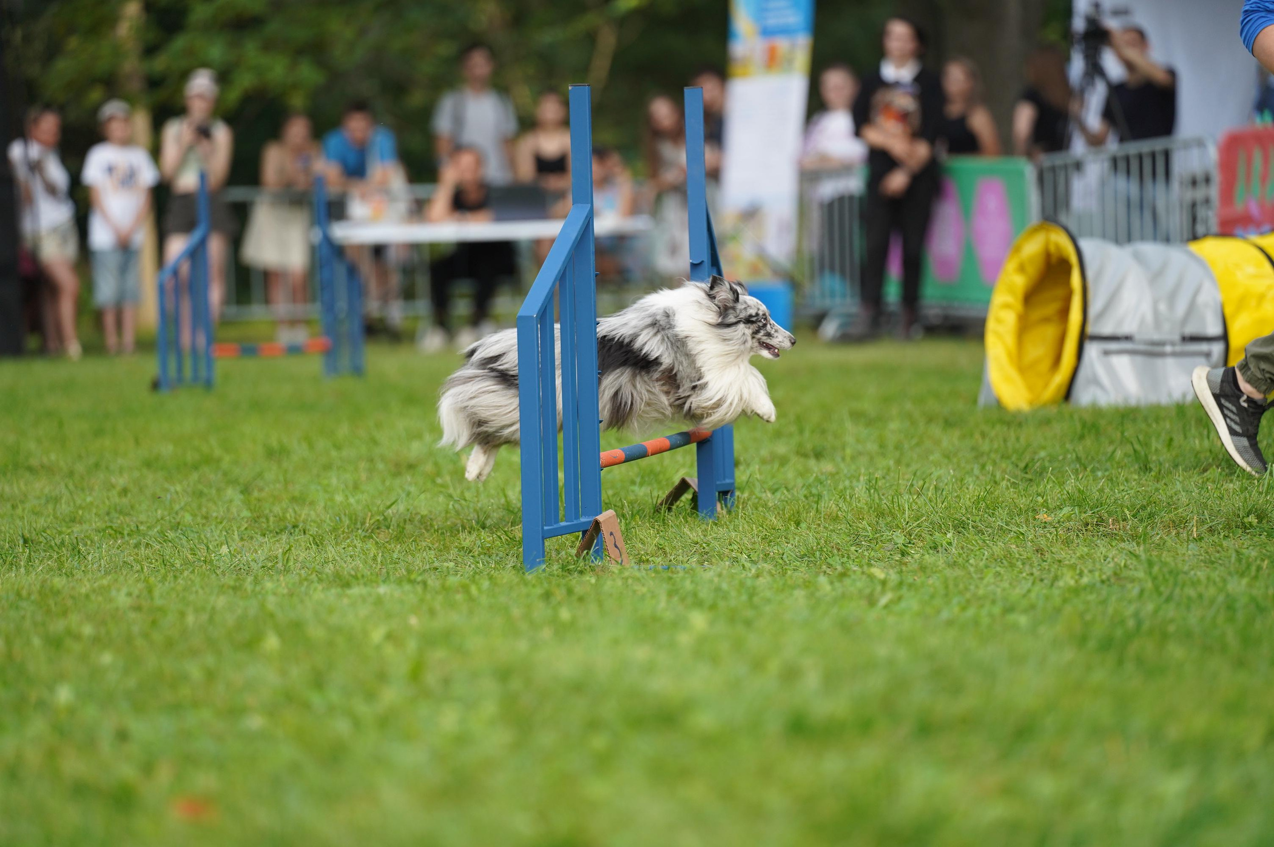 Петшопдей. Фотограф анималист