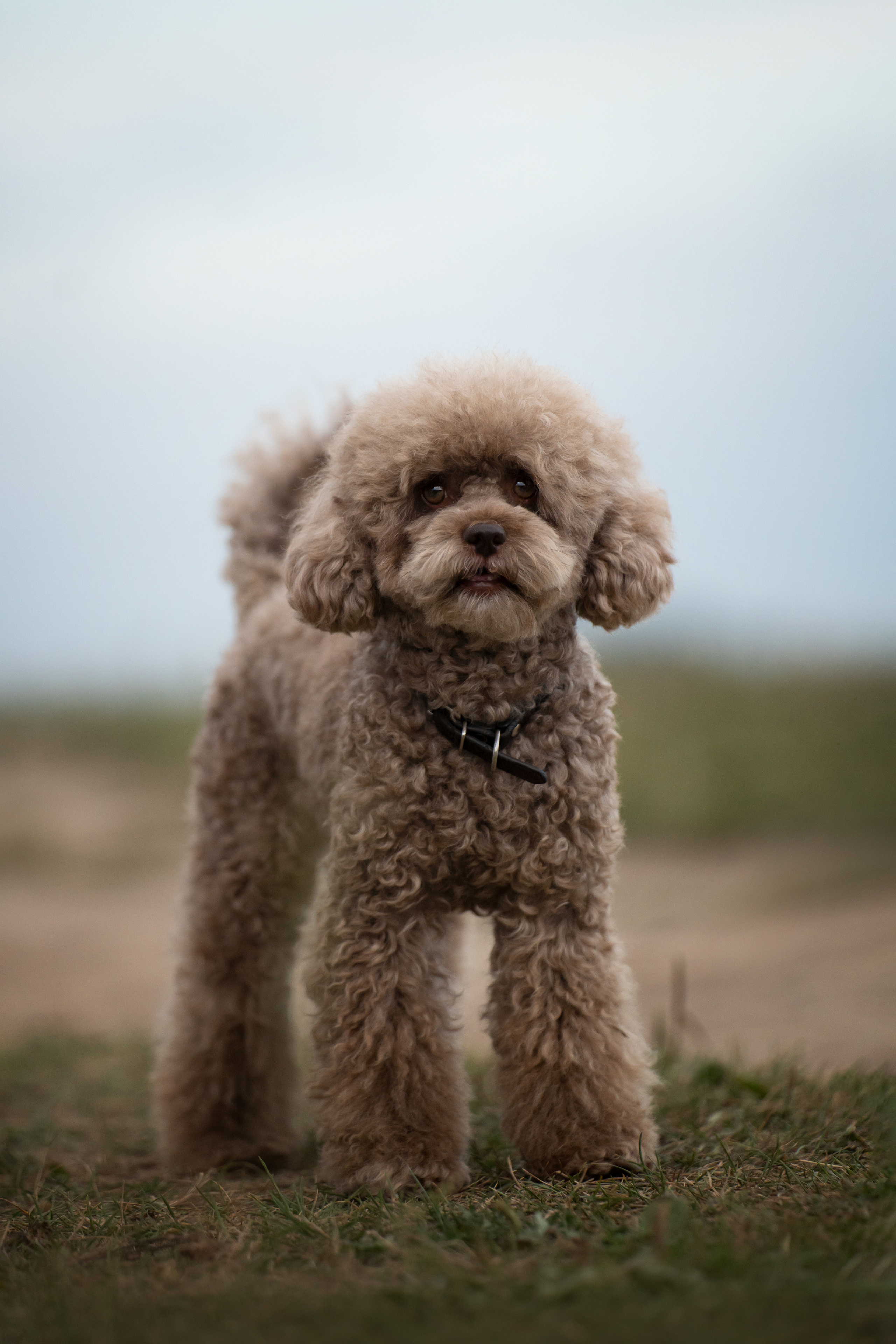 Кудрявая семья. Фотограф анималист