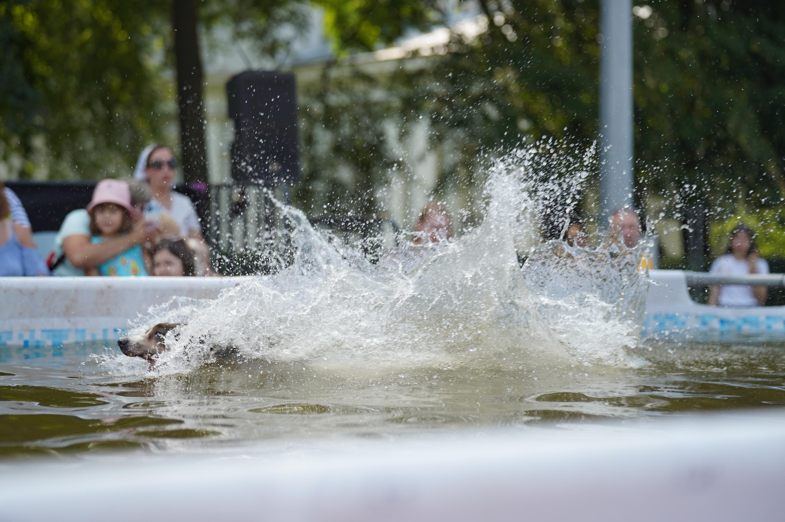 Петшопдей. Фотограф анималист