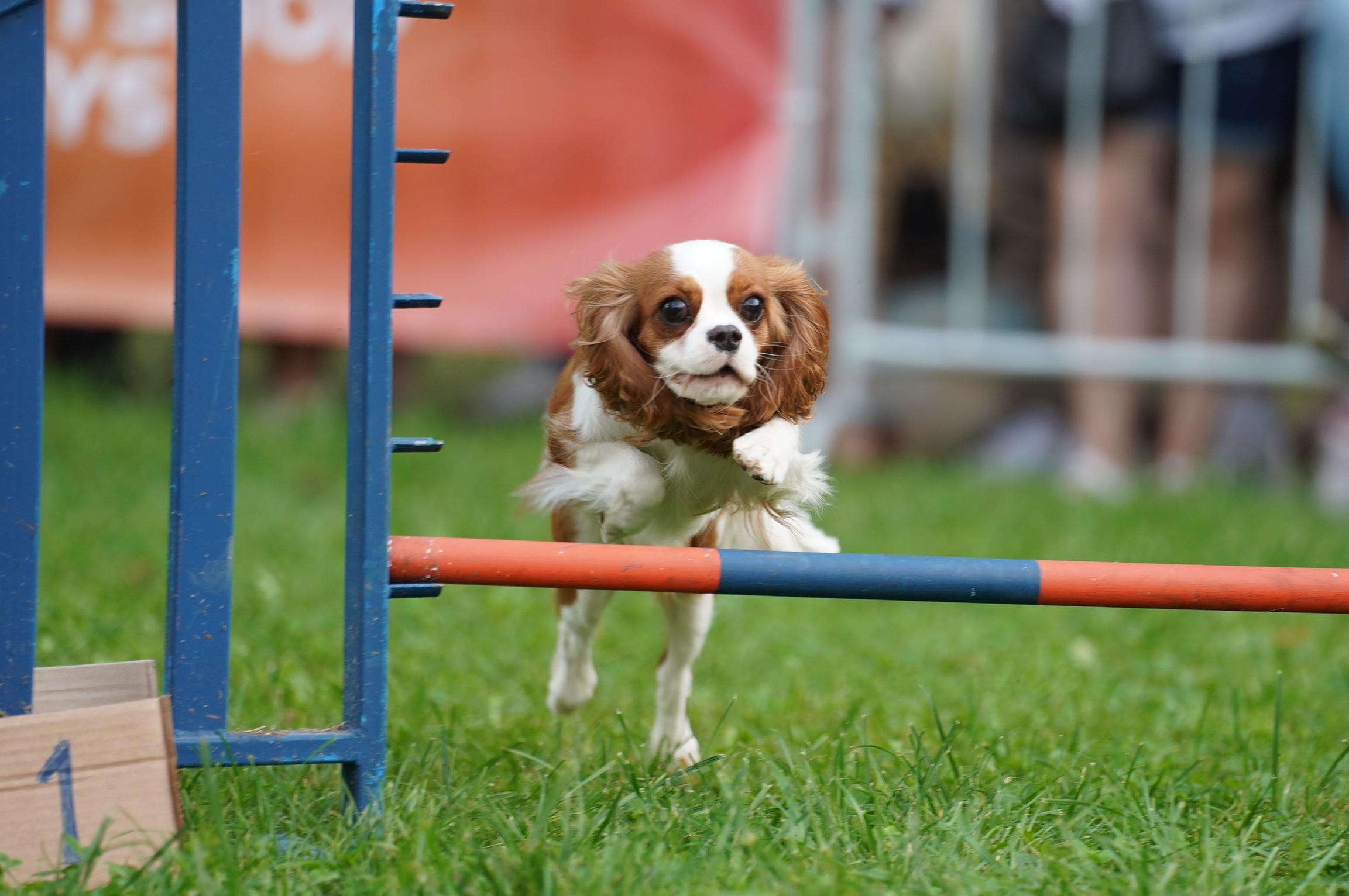 Петшопдей. Фотограф анималист