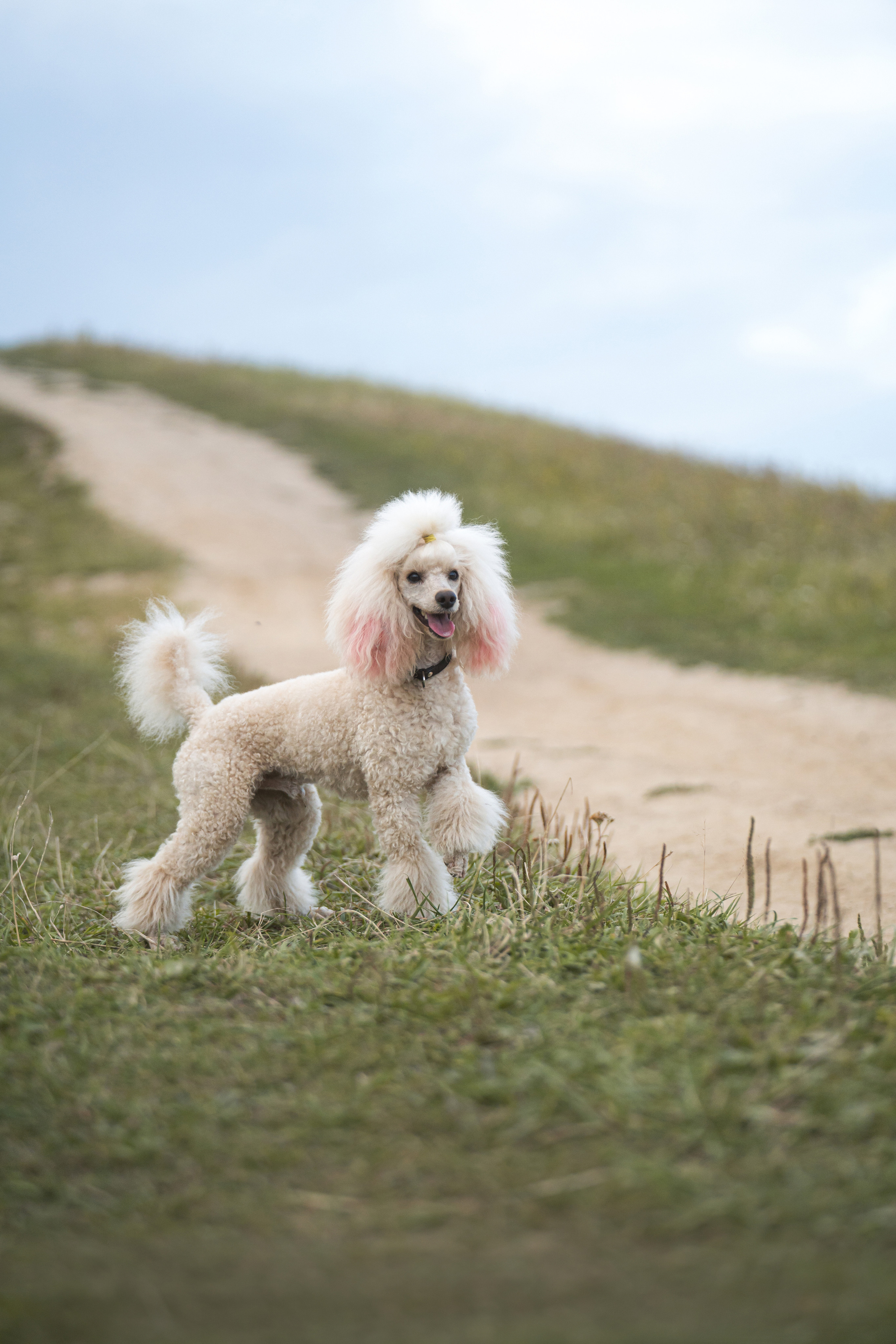 Кудрявая семья. Фотограф анималист