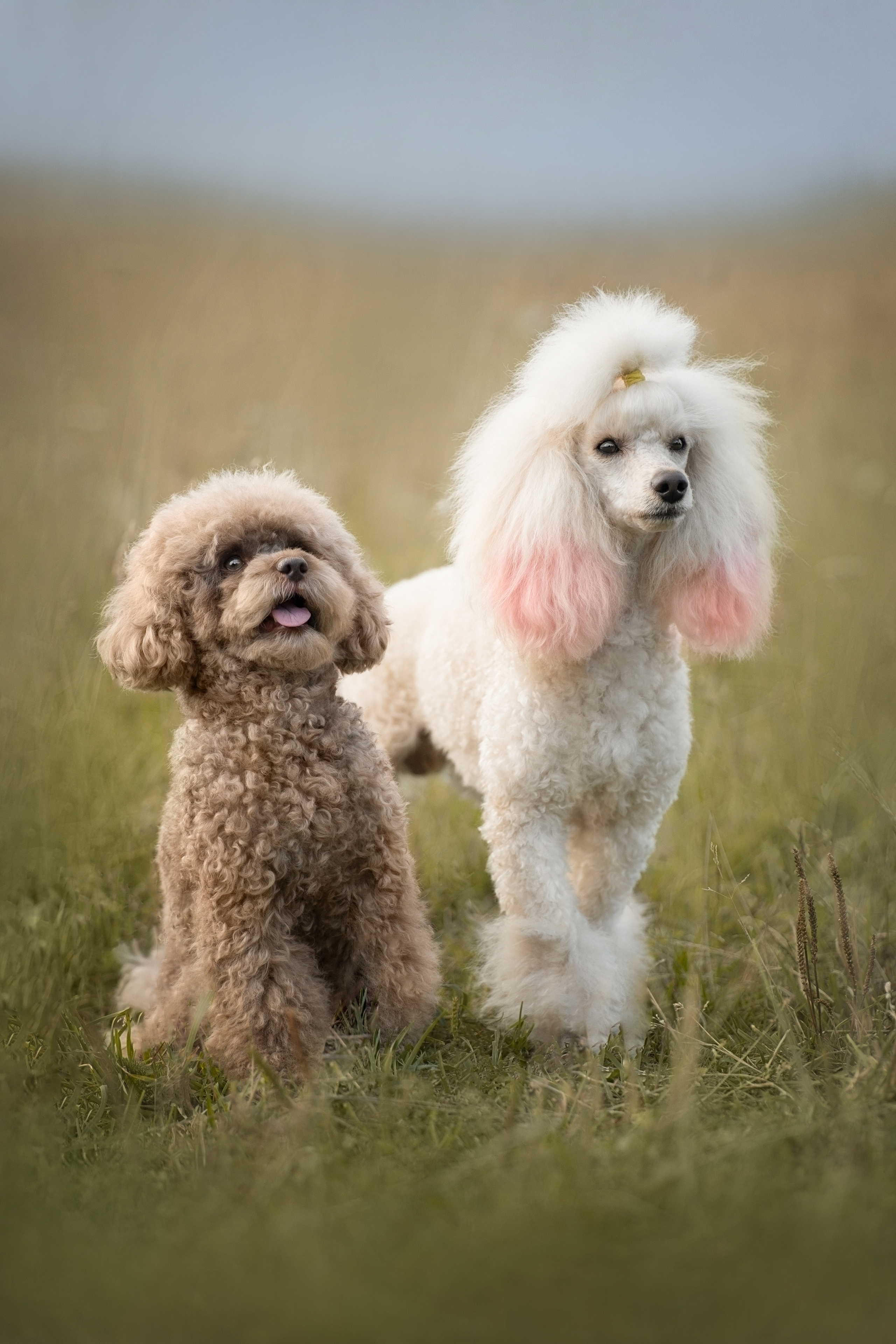 Кудрявая семья. Фотограф анималист