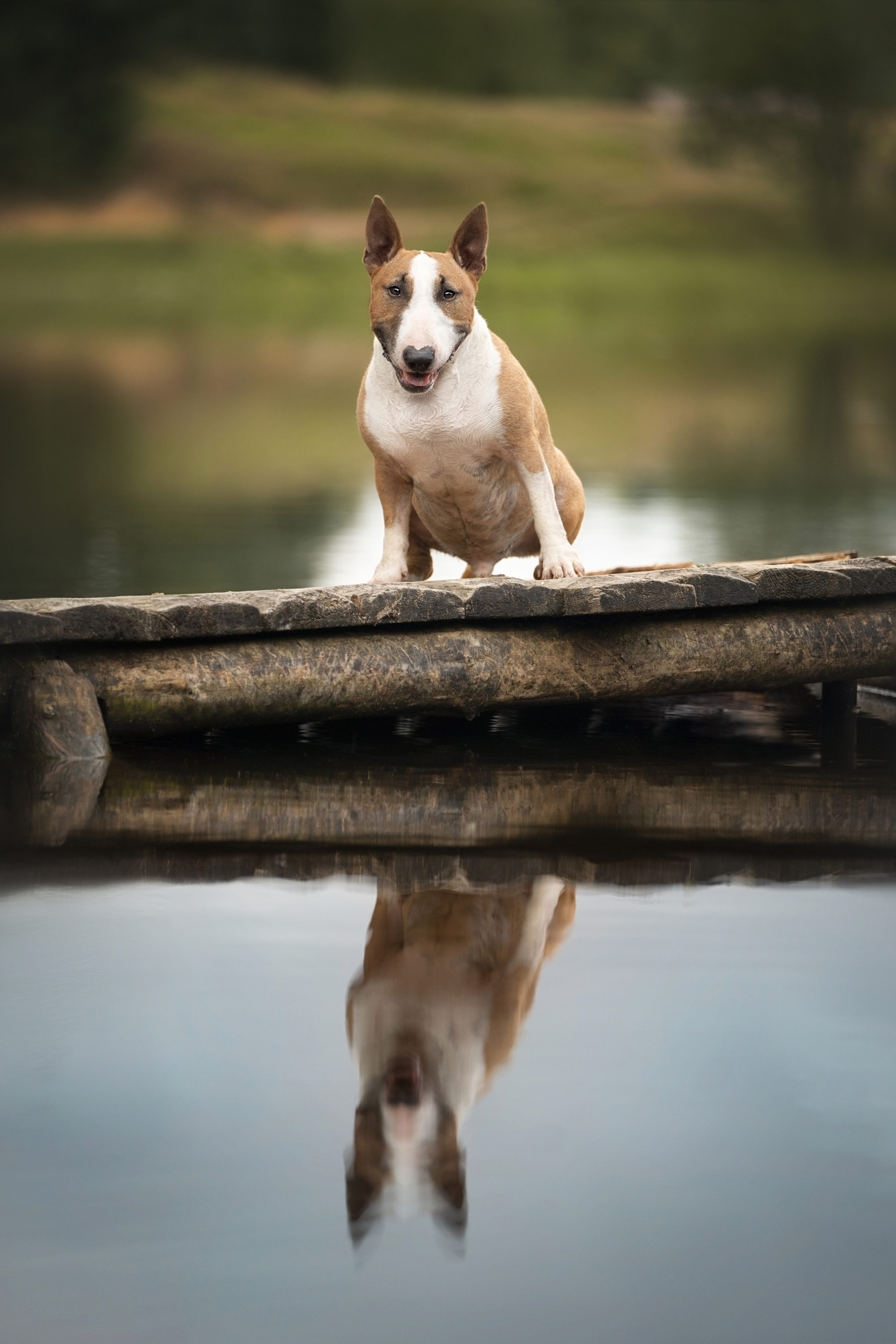 Яна и Юни. Фотограф анималист