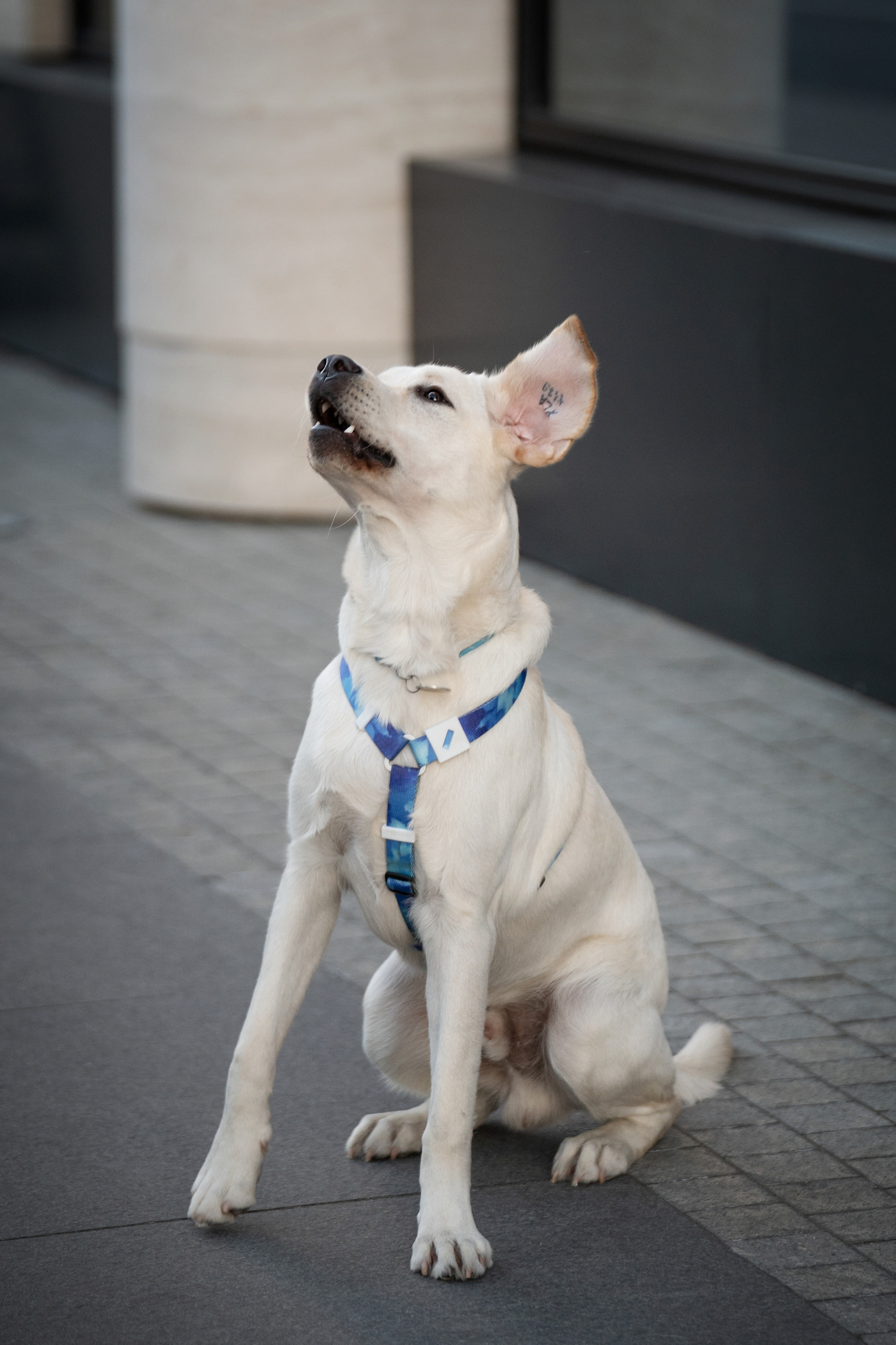 Наташа и Чарли. Фотограф анималист