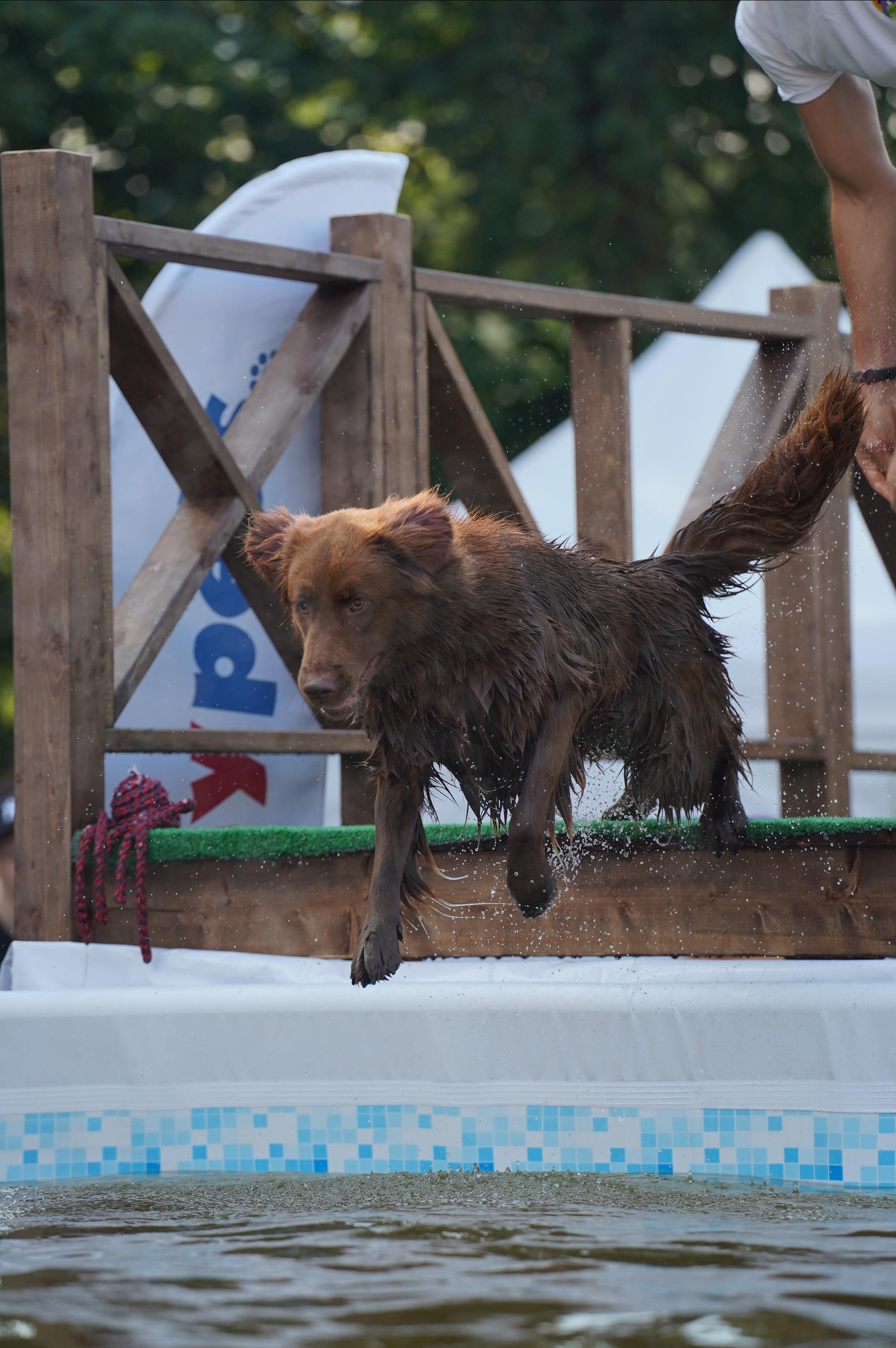 Петшопдей. Фотограф анималист