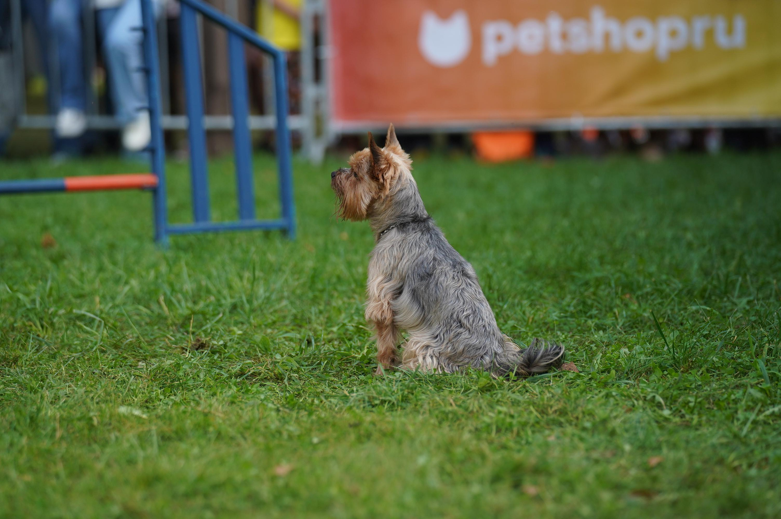 Петшопдей. Фотограф анималист