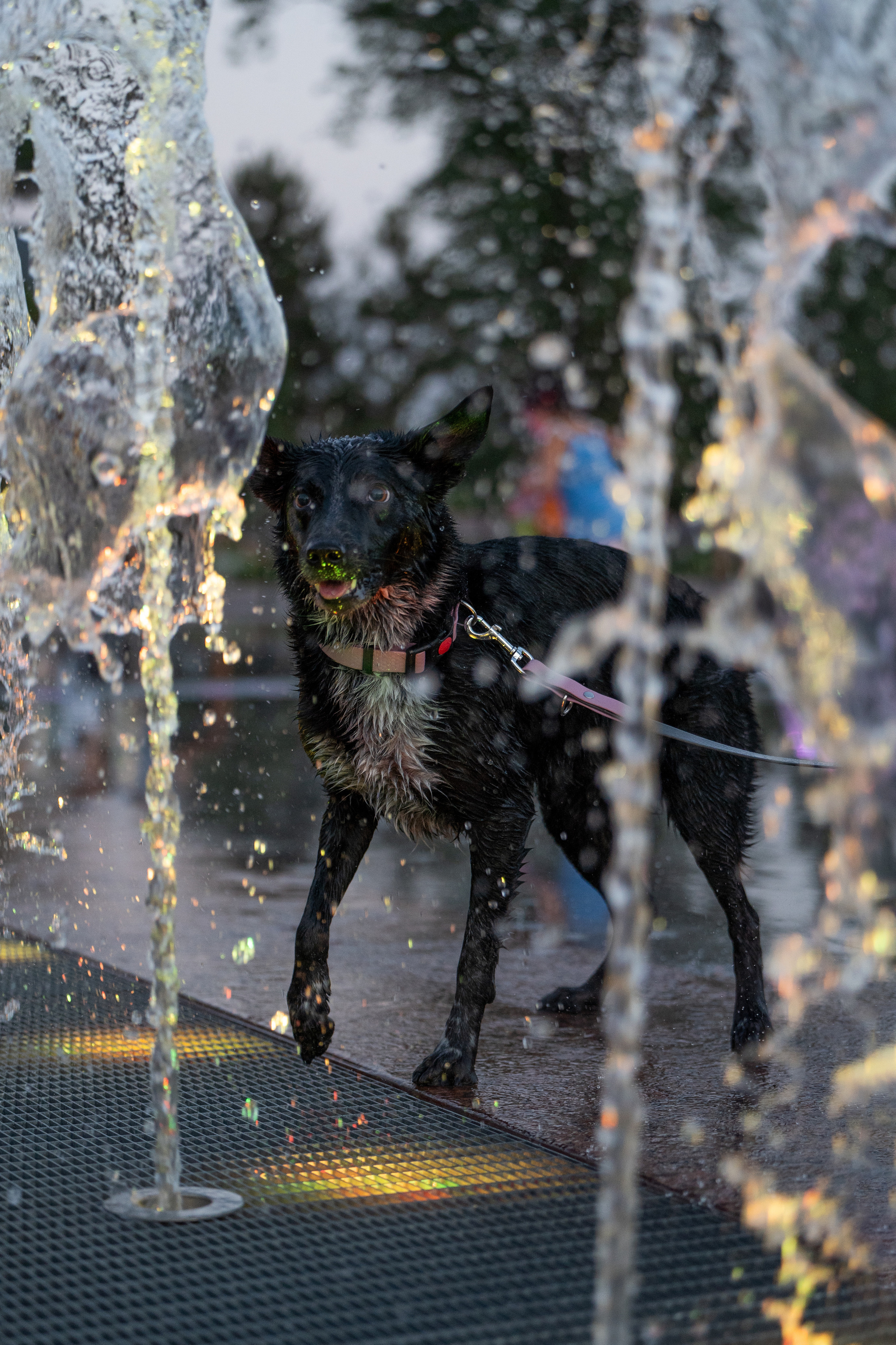 Йота. Фотограф анималист