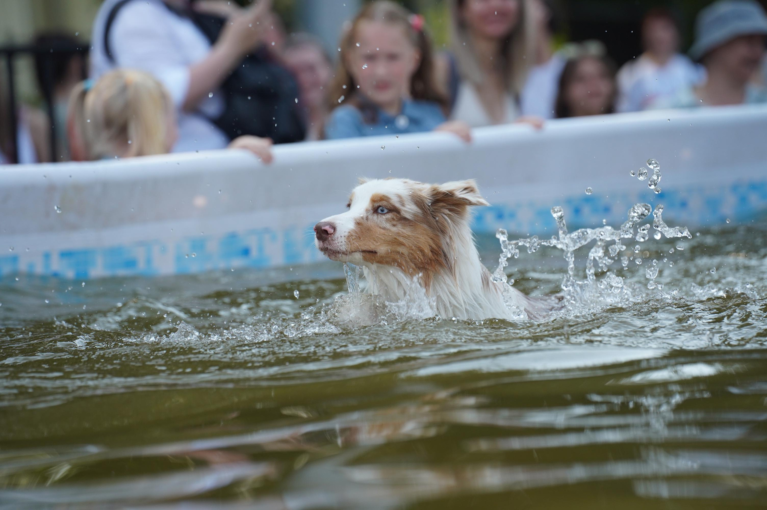 Петшопдей. Фотограф анималист