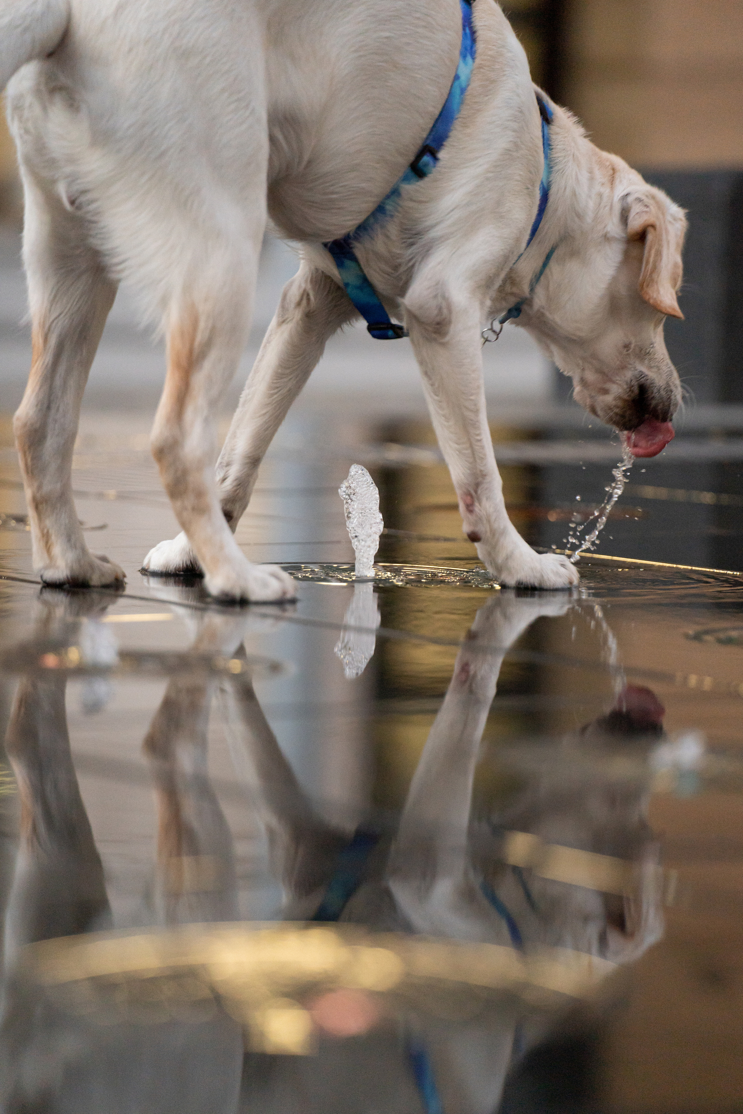 Наташа и Чарли. Фотограф анималист