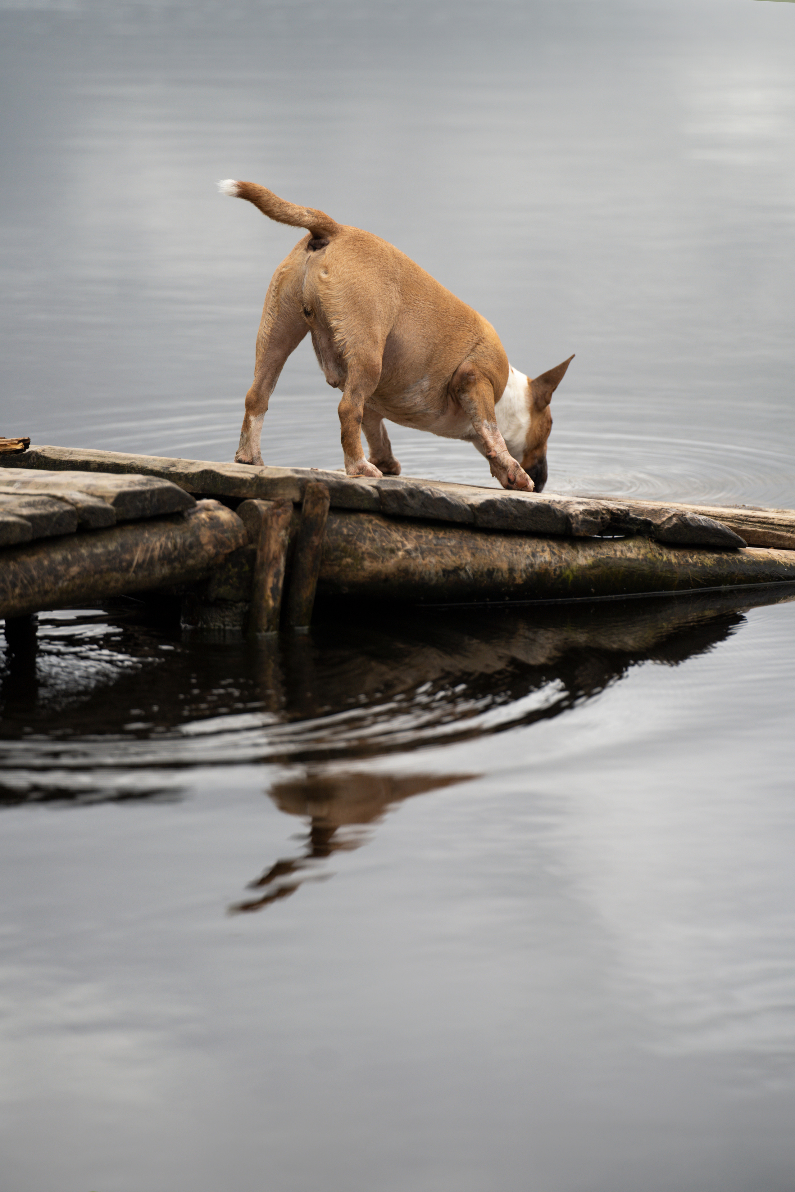 Яна и Юни. Фотограф анималист