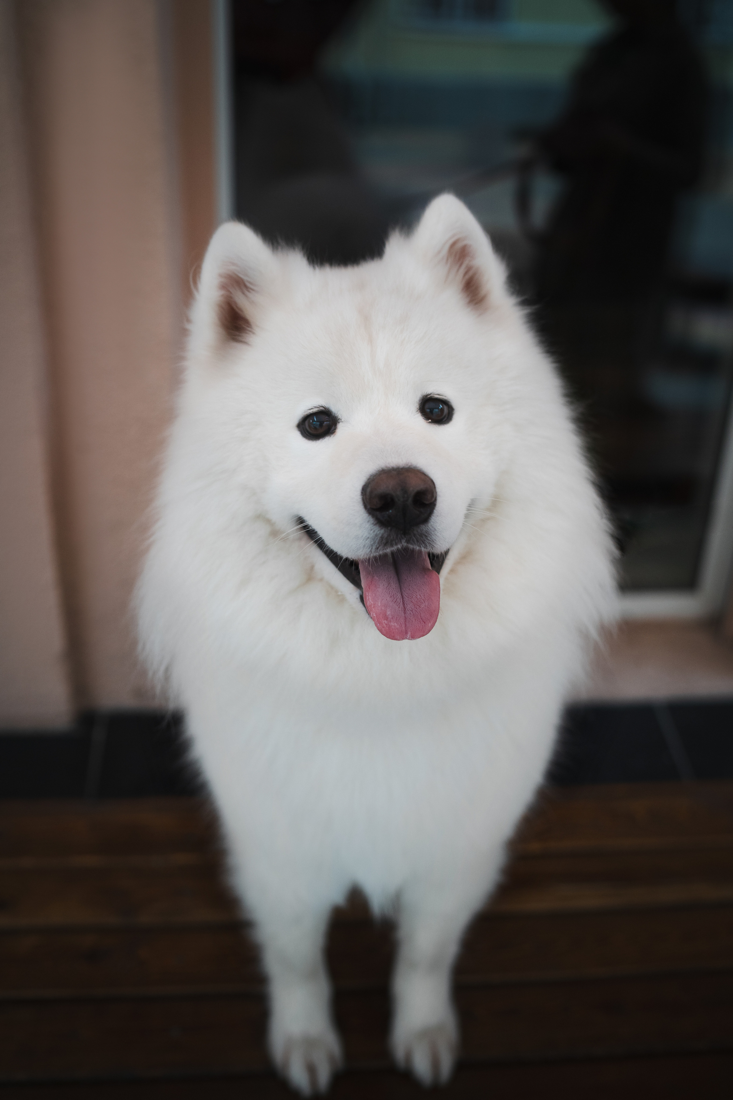 Отзывы. Фотограф анималист