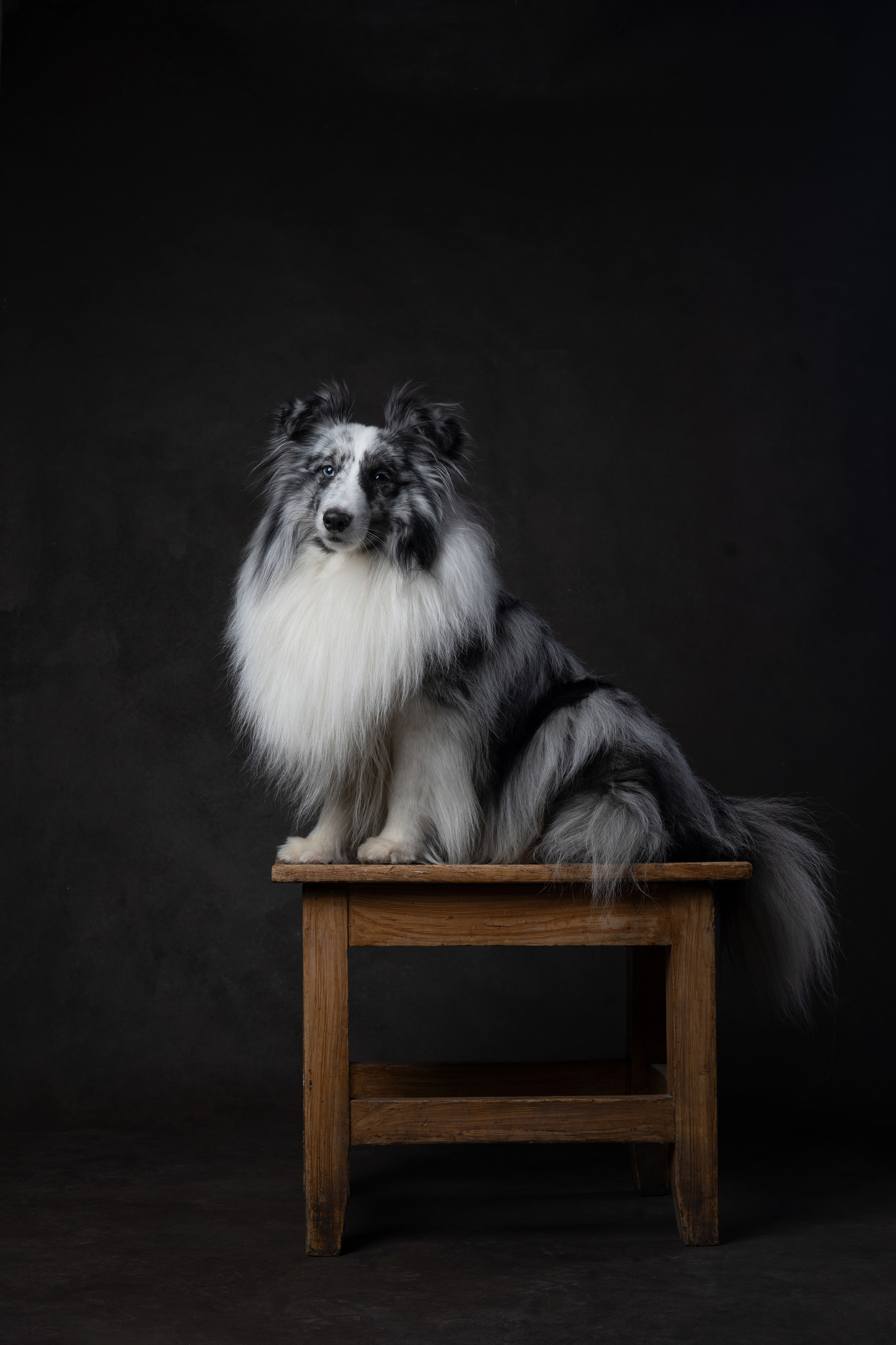 В студии. Фотограф анималист