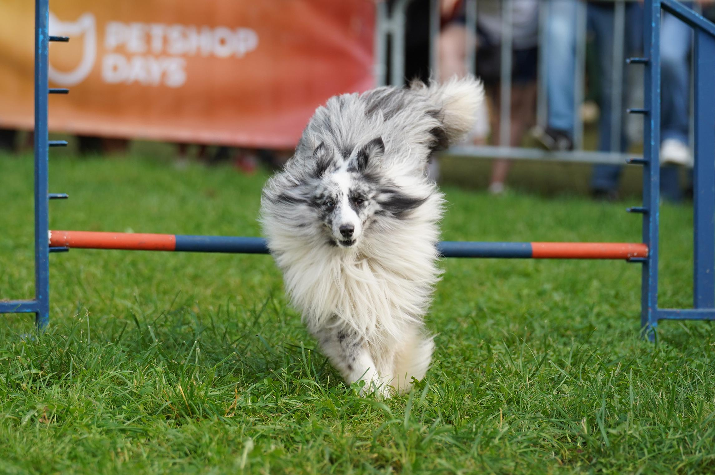 Петшопдей. Фотограф анималист
