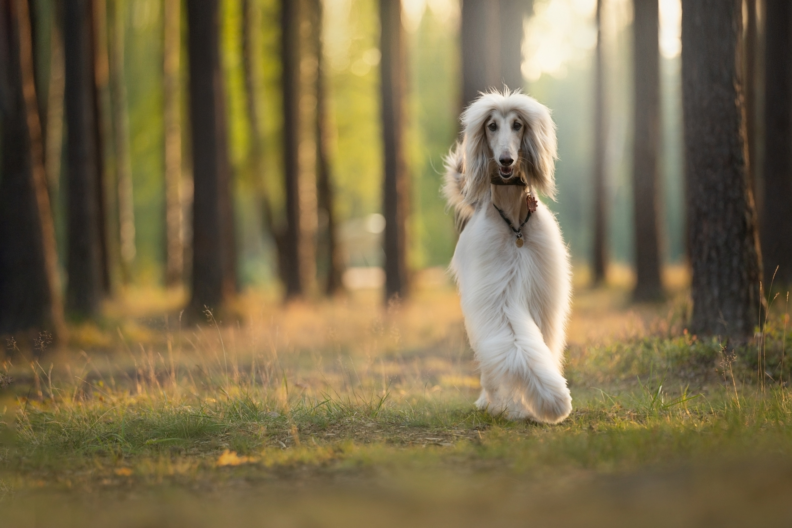 Путь к лесу. Фотограф анималист