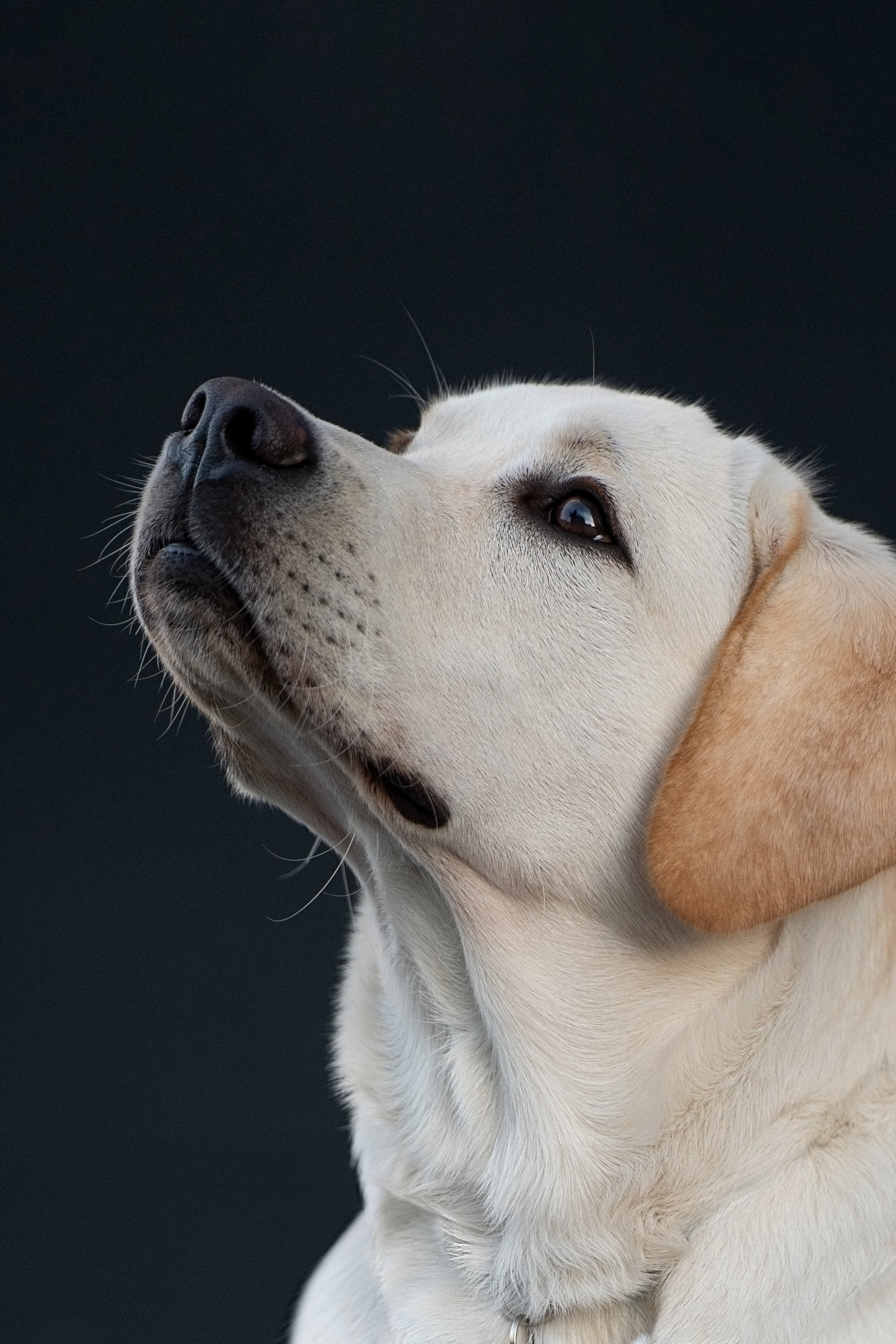 Наташа и Чарли. Фотограф анималист