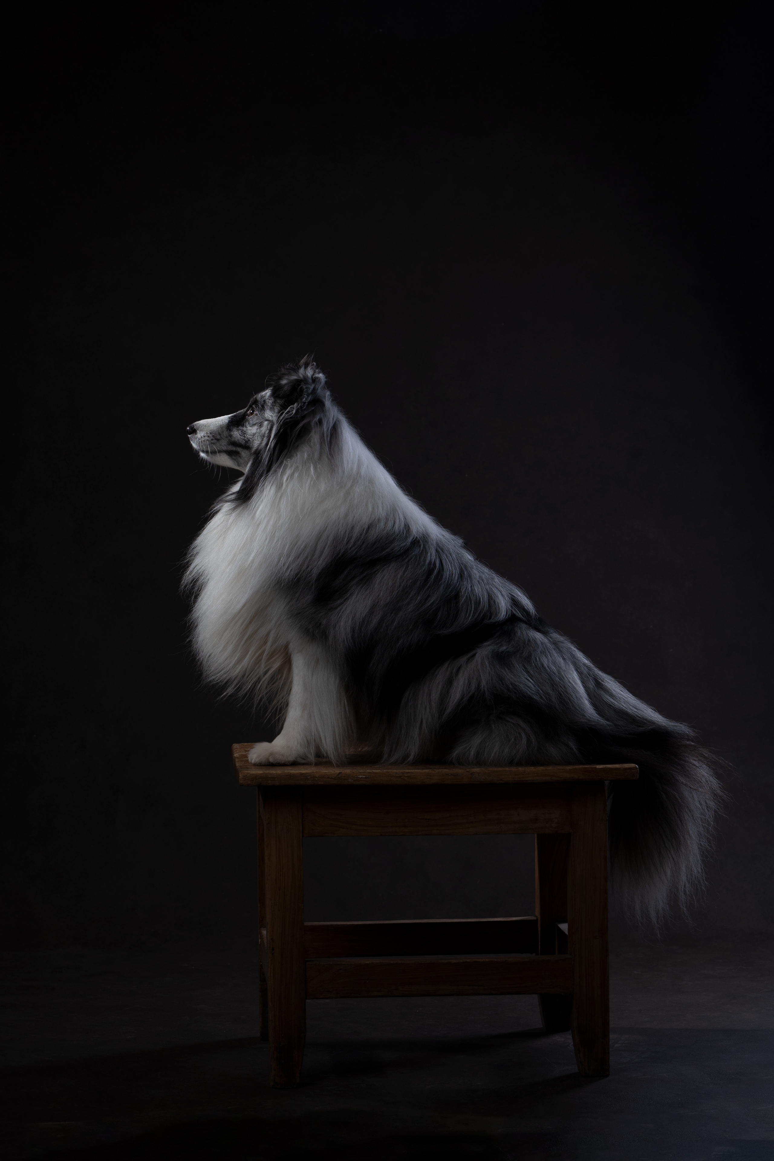 В студии. Фотограф анималист