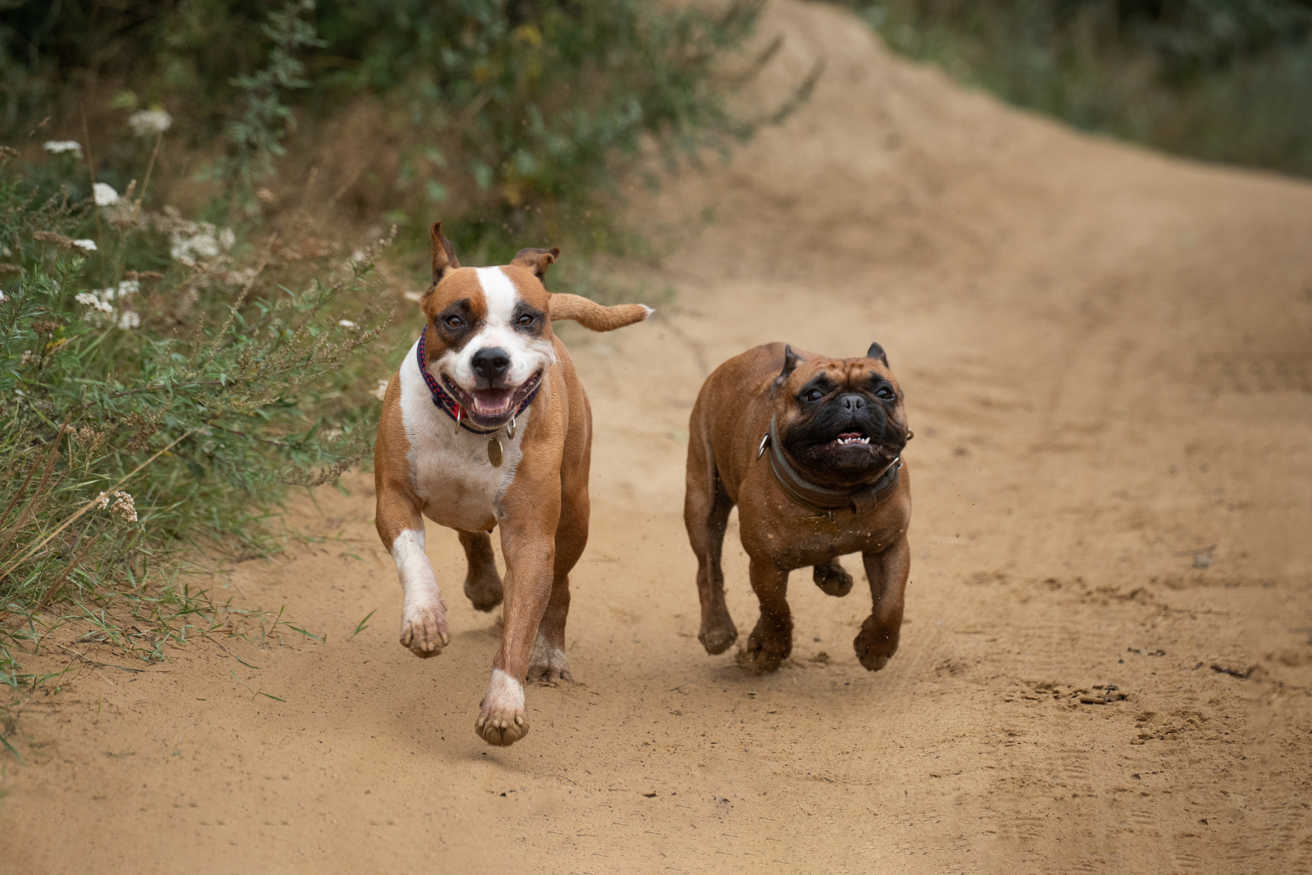 Катя, Антон, Марс и Юта. Фотограф анималист