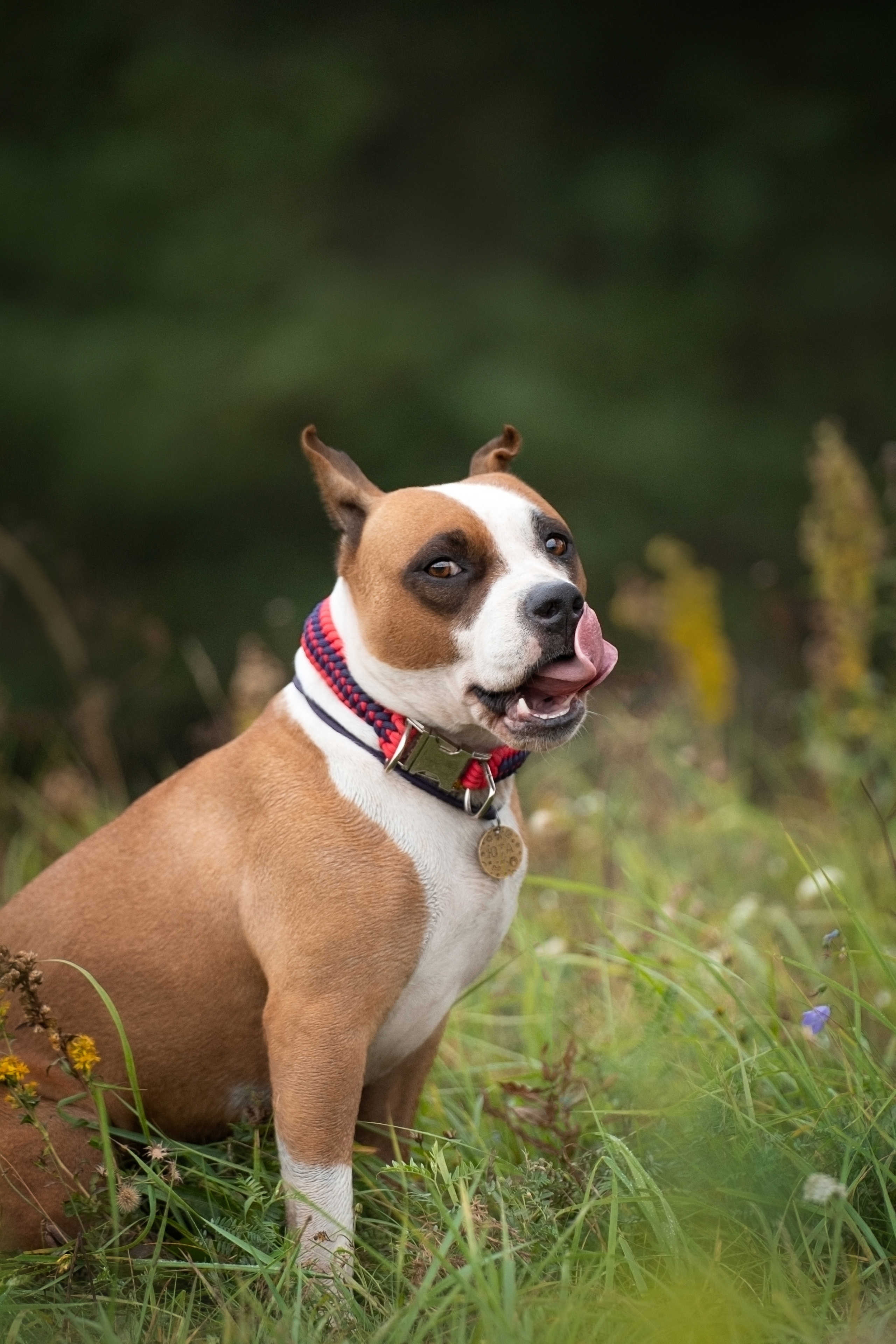 Катя, Антон, Марс и Юта. Фотограф анималист