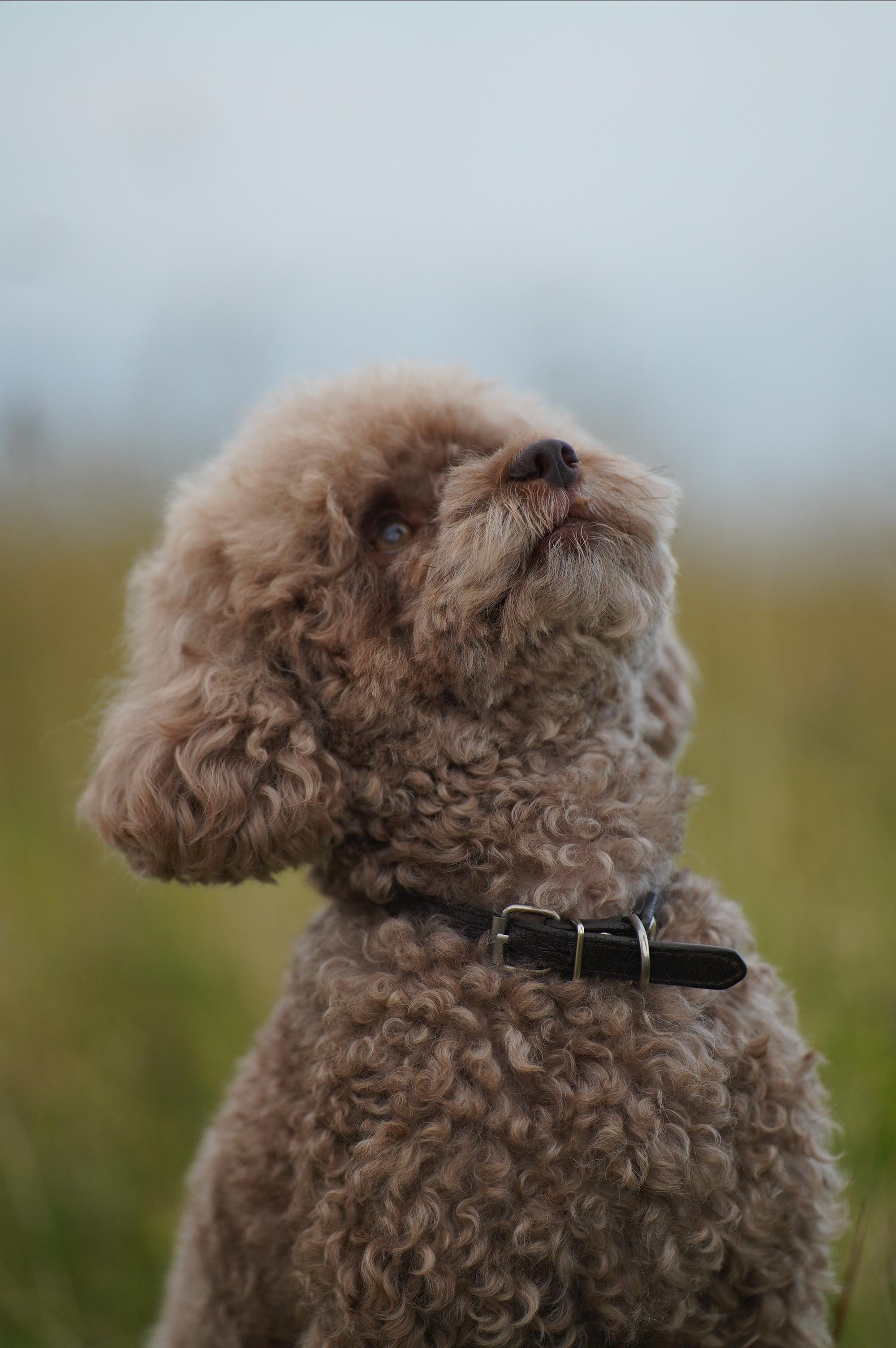 Кудрявая семья. Фотограф анималист