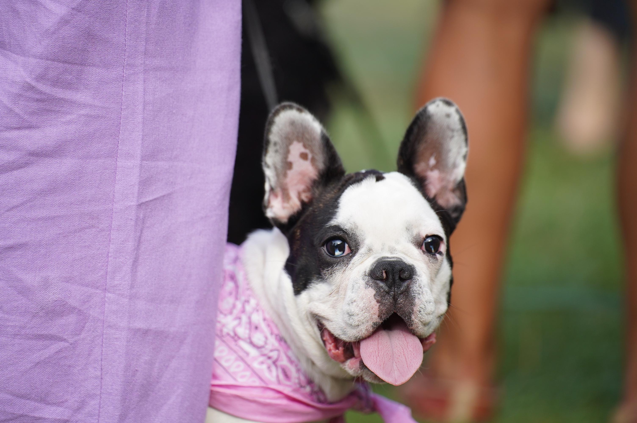 Петшопдей. Фотограф анималист