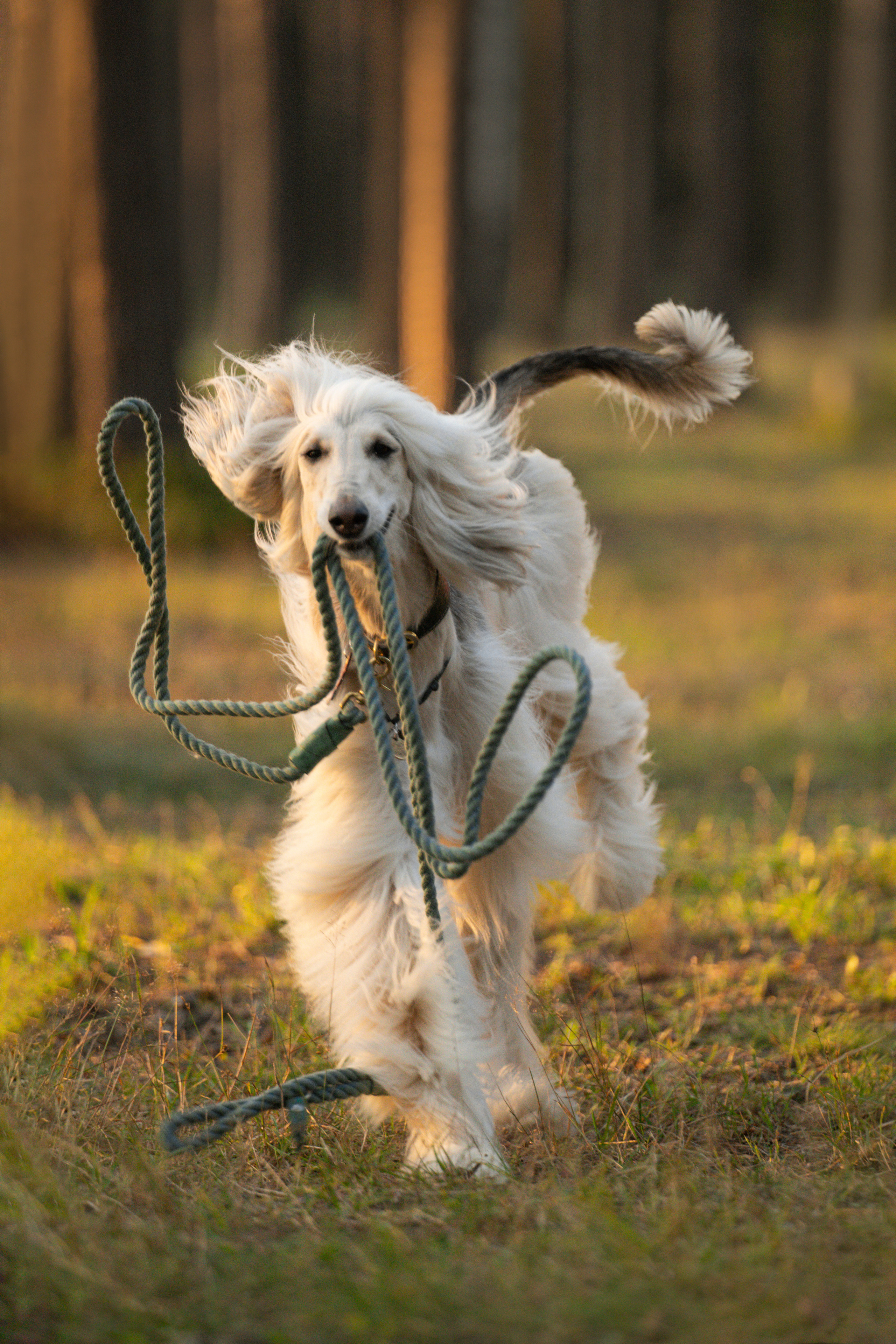 Путь к лесу. Фотограф анималист
