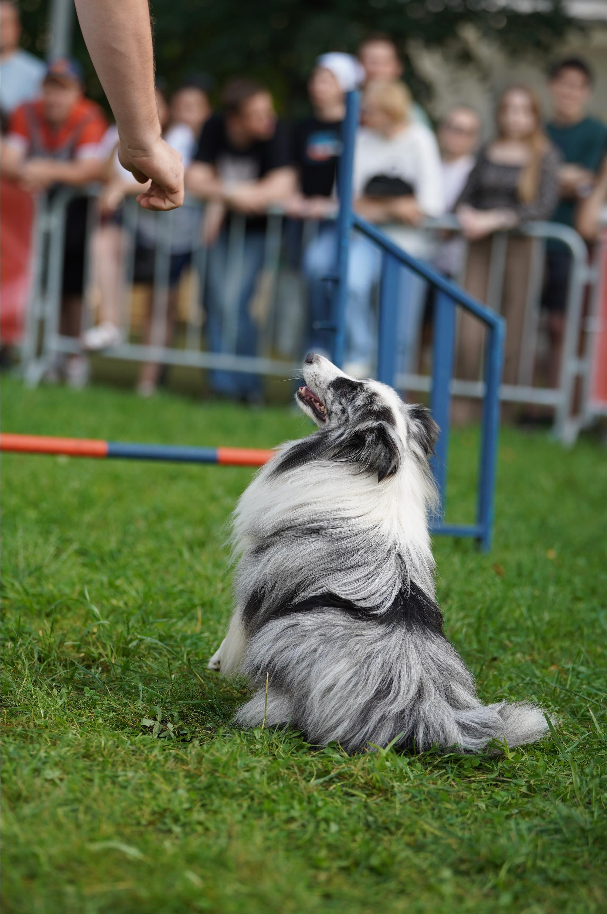 Петшопдей. Фотограф анималист
