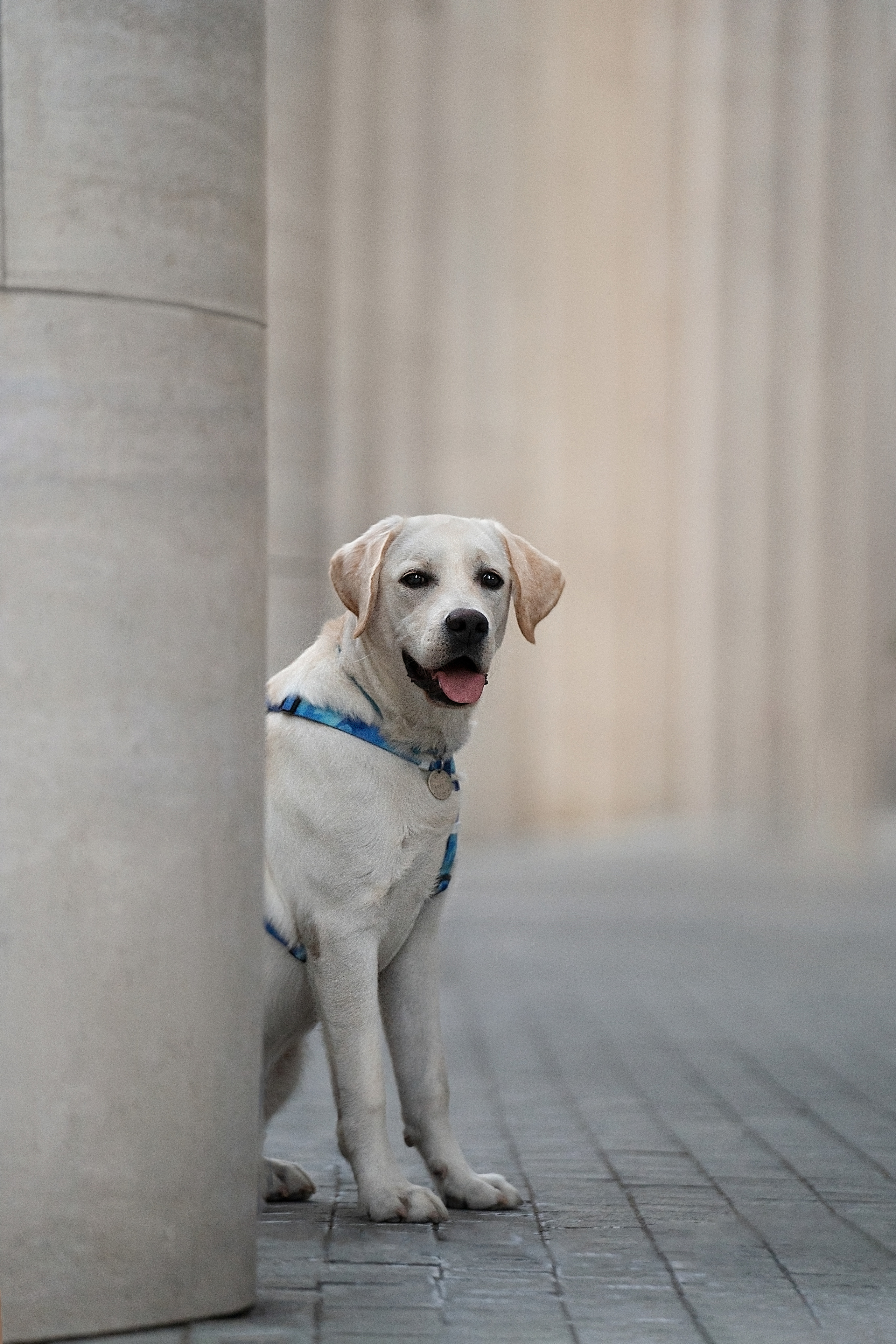 Наташа и Чарли. Фотограф анималист