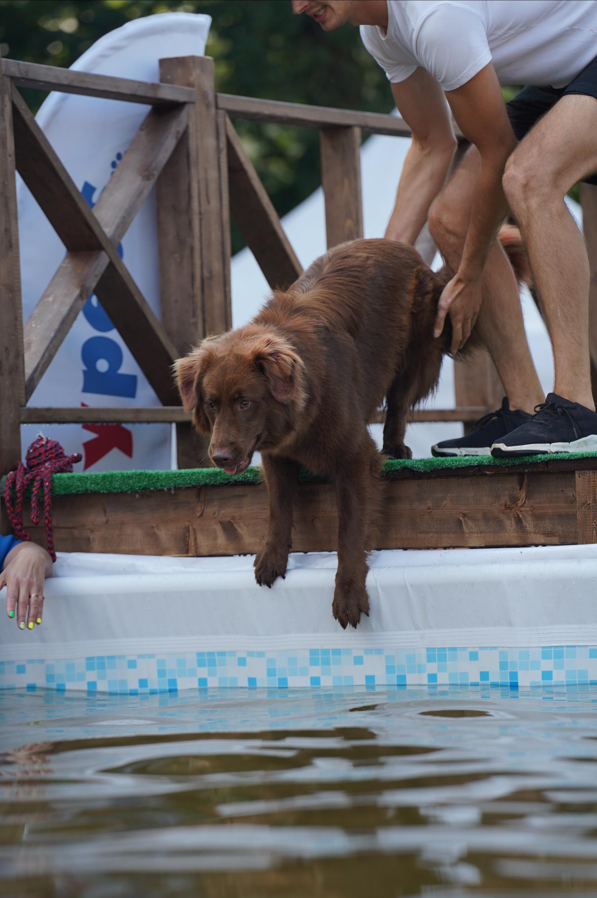 Петшопдей. Фотограф анималист