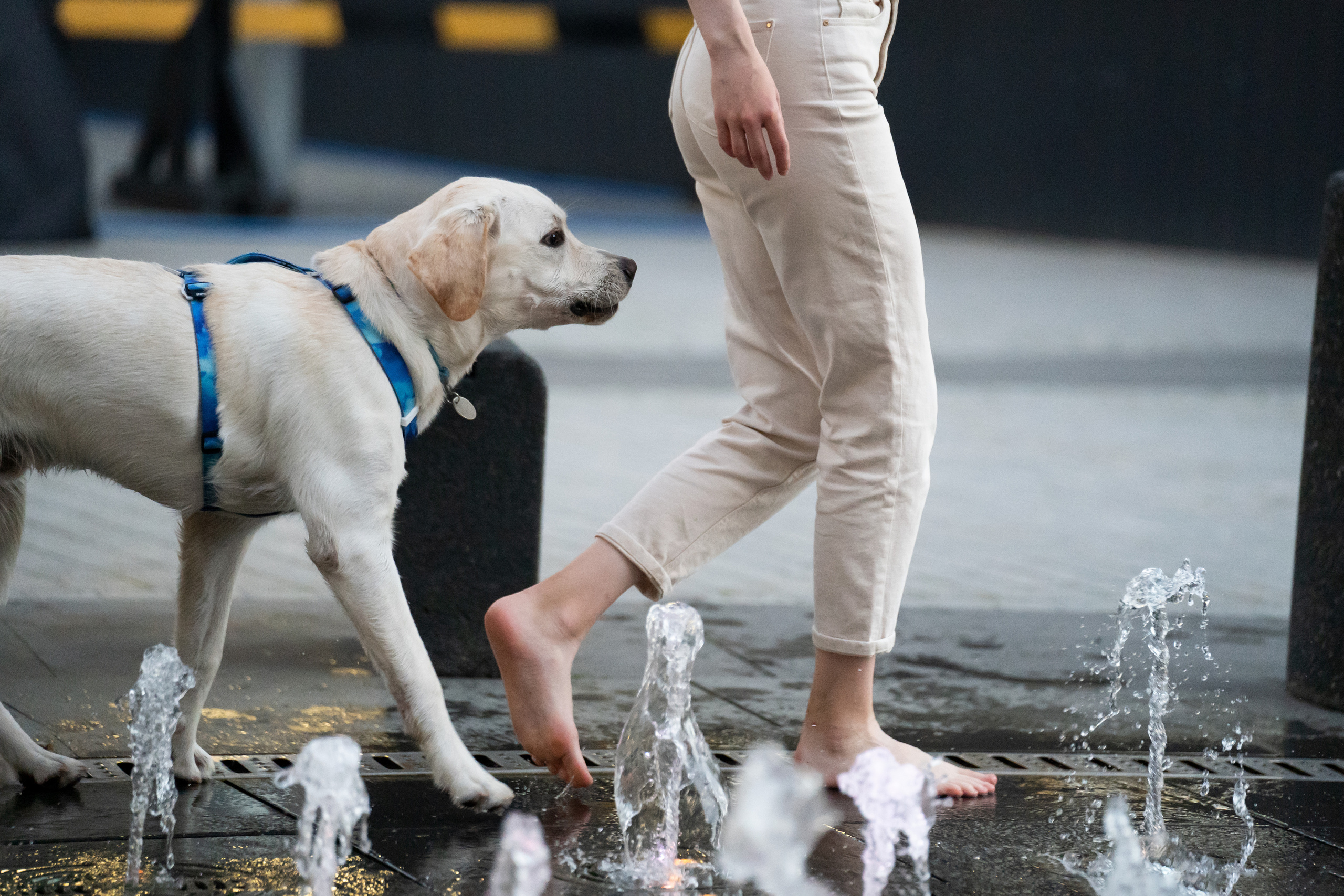 Наташа и Чарли. Фотограф анималист