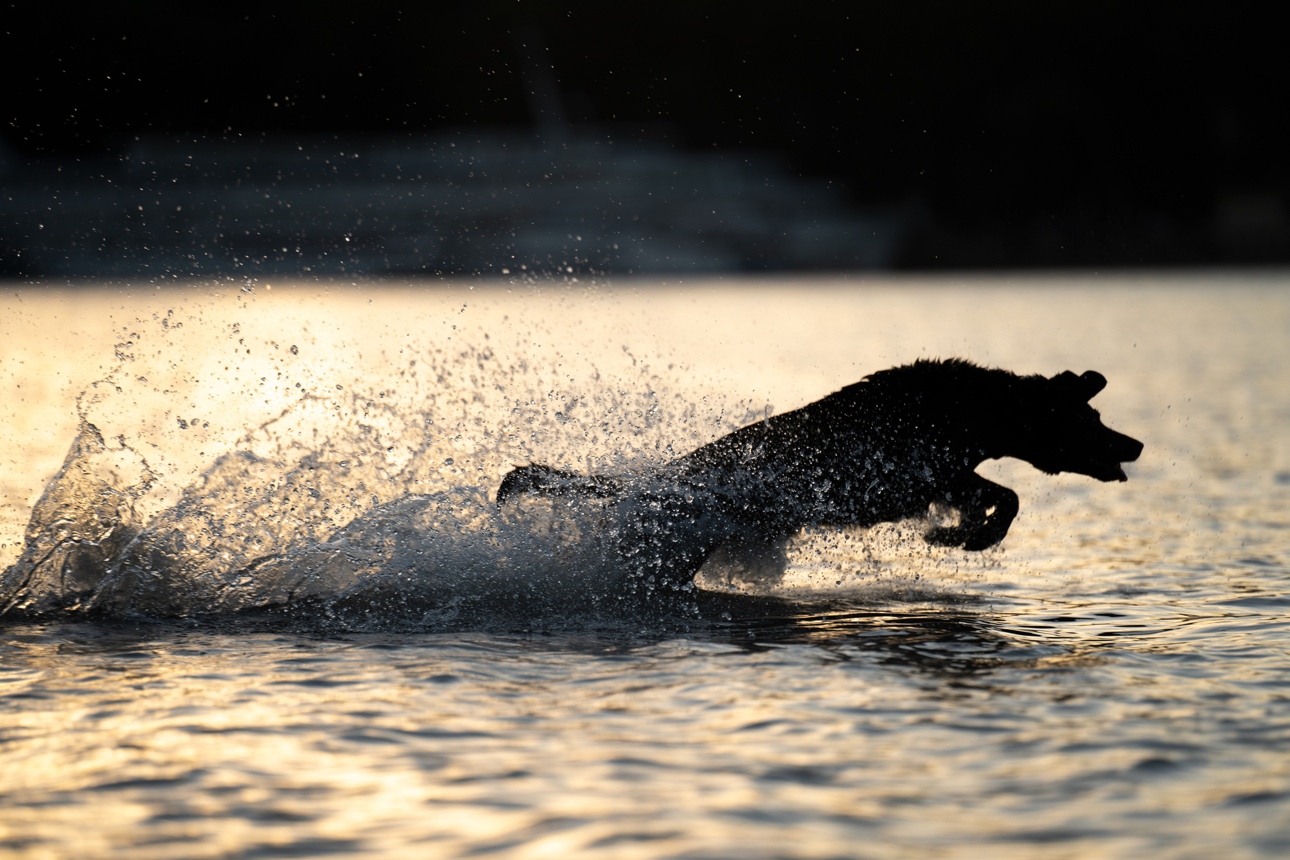 Йота. Фотограф анималист