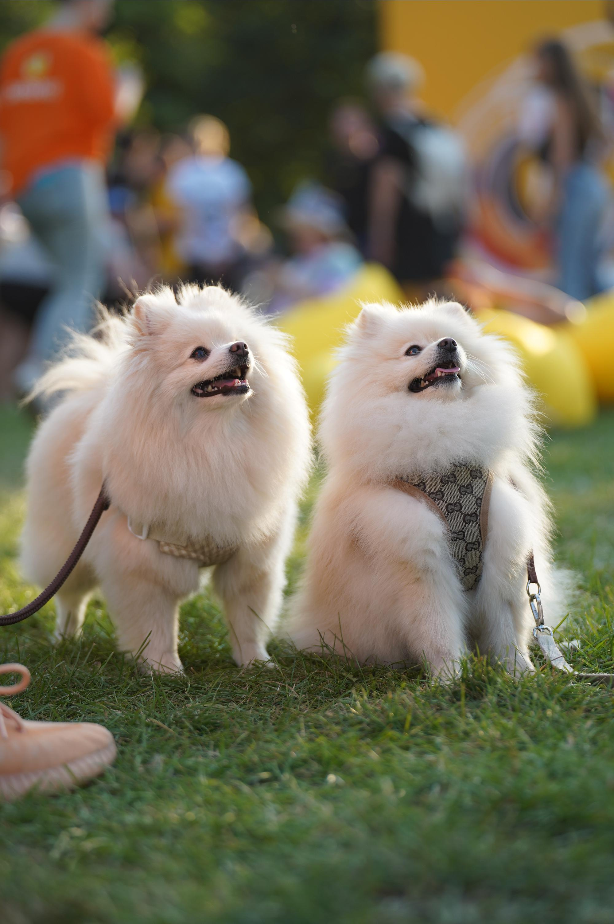 Петшопдей. Фотограф анималист