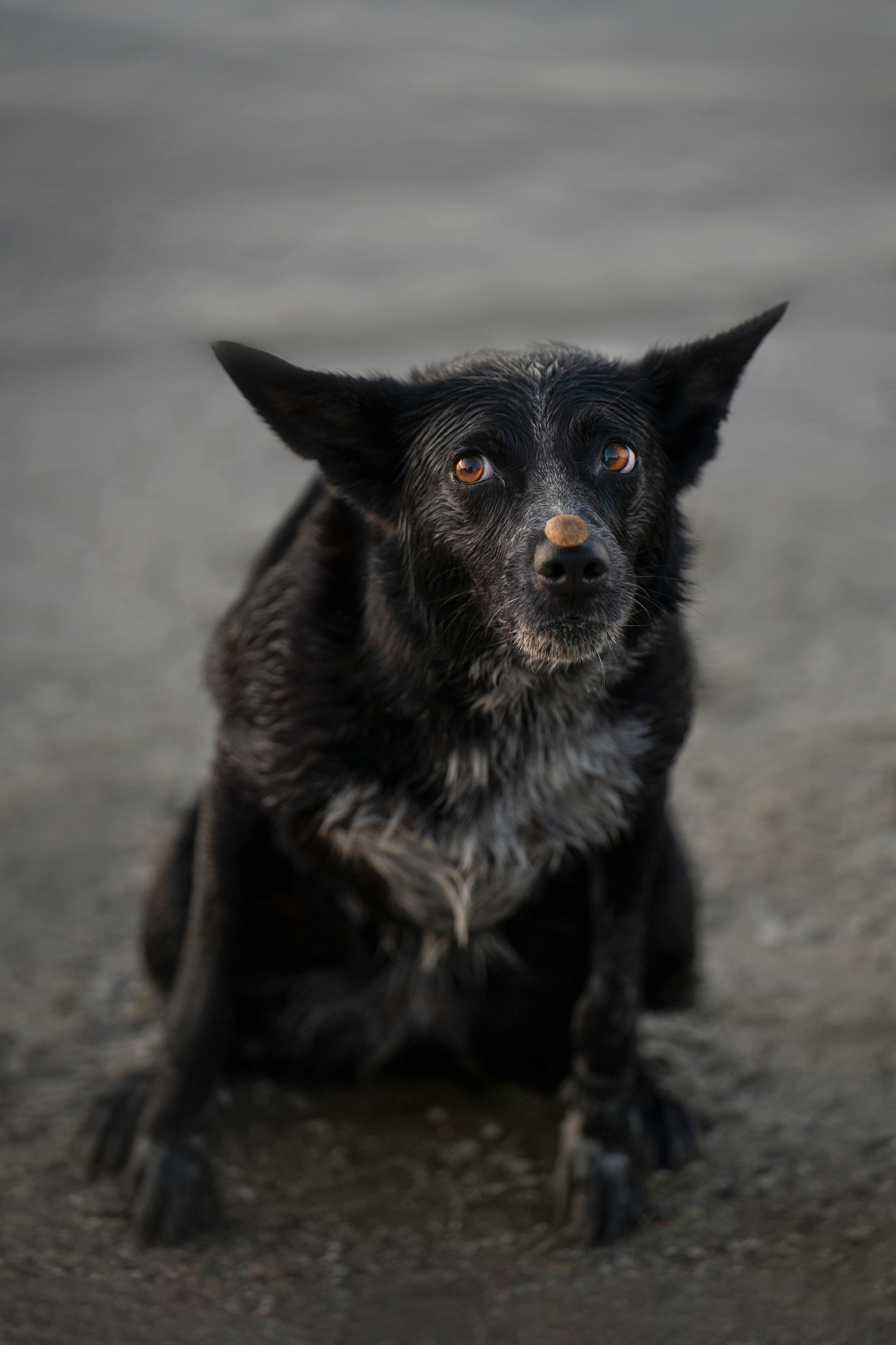 Йота. Фотограф анималист
