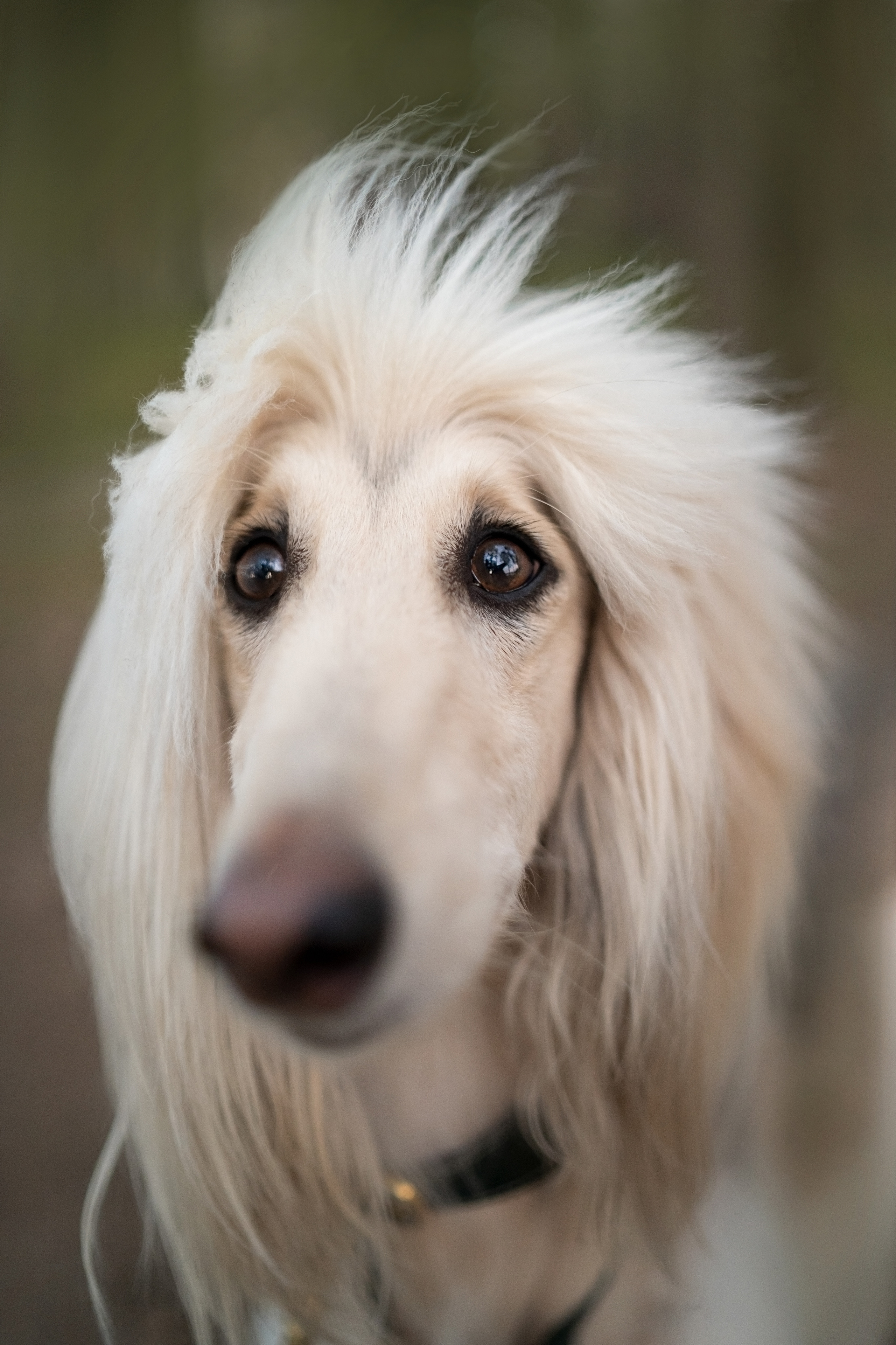 Путь к лесу. Фотограф анималист