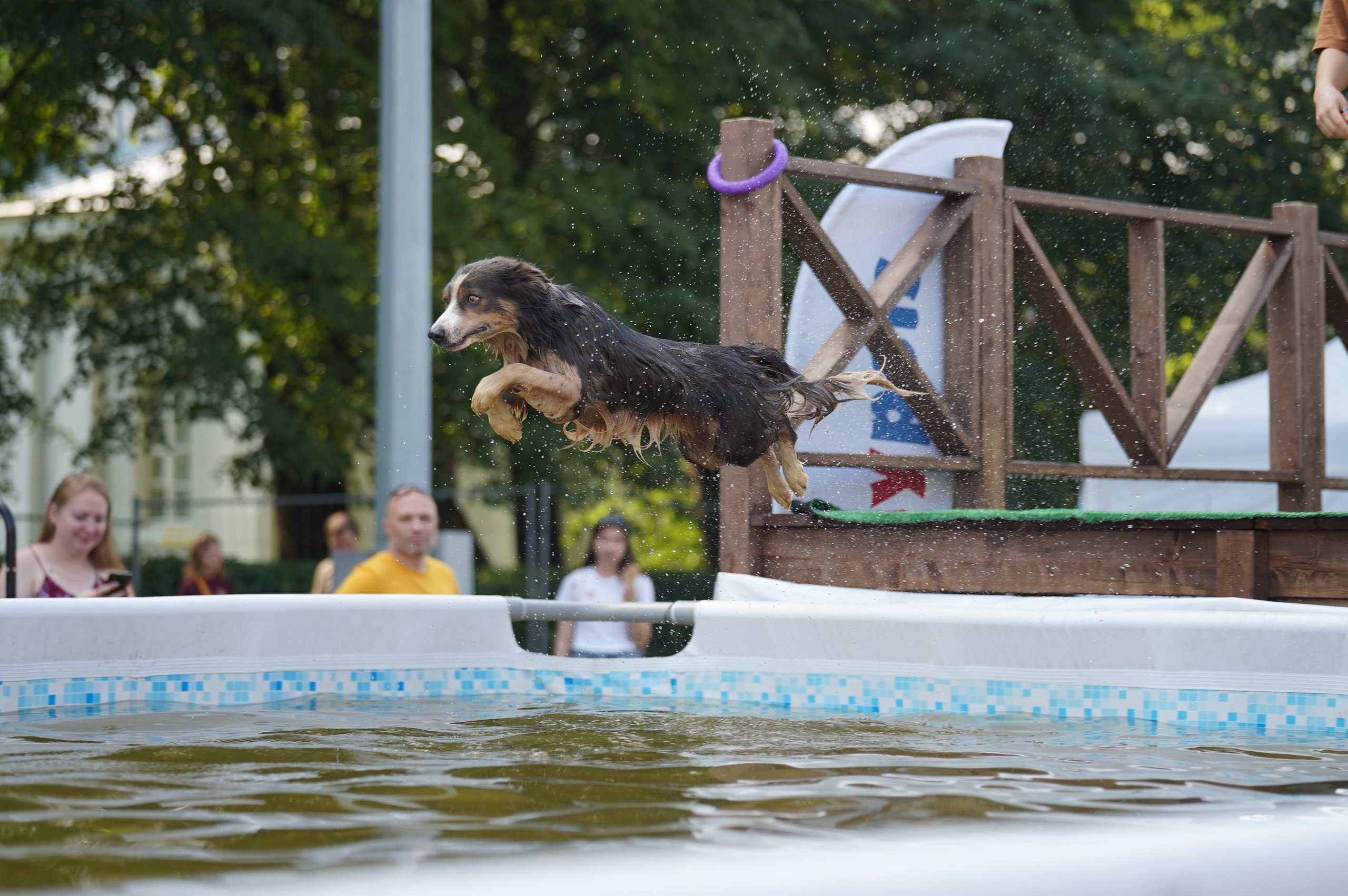 Петшопдей. Фотограф анималист