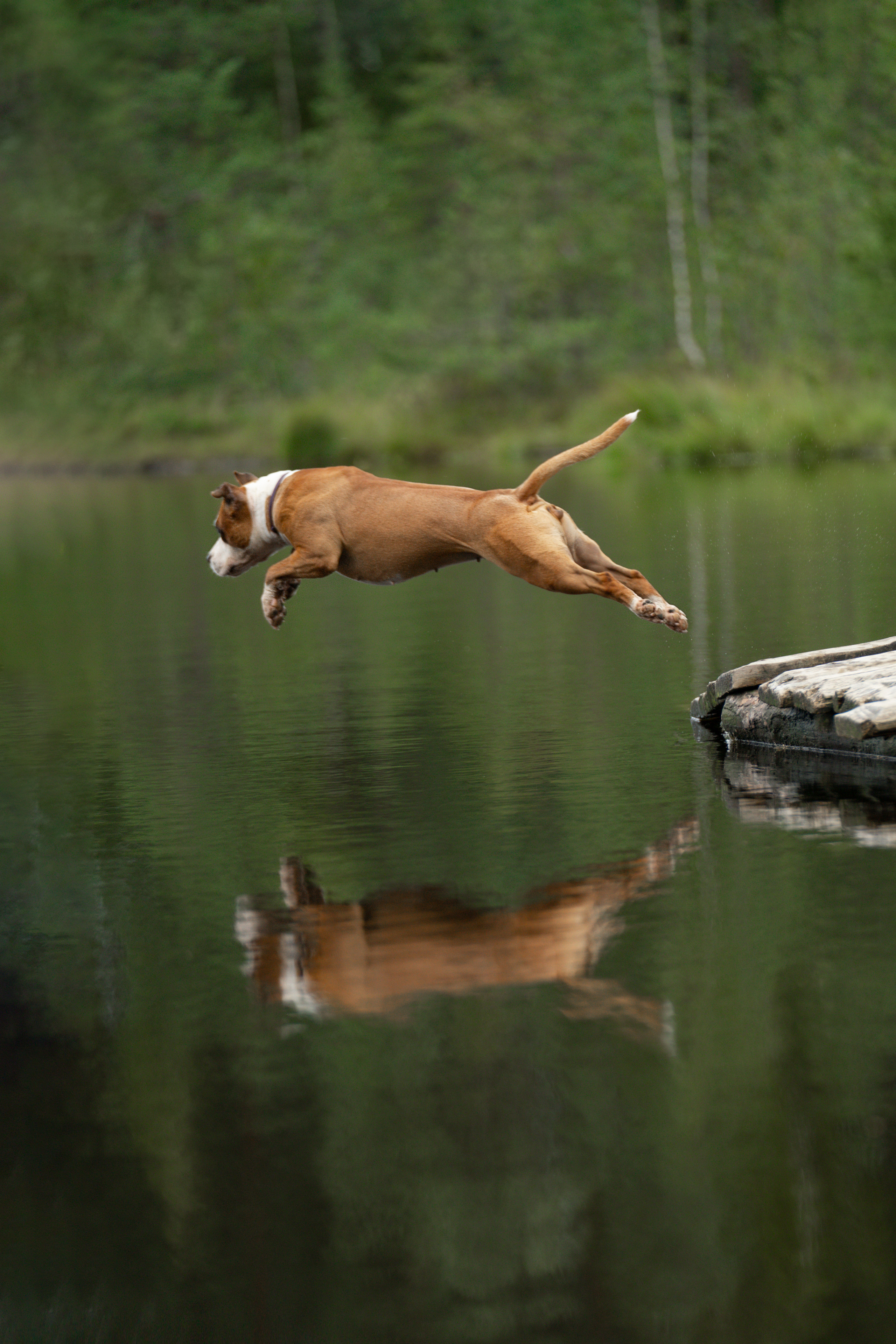 Катя, Антон, Марс и Юта. Фотограф анималист