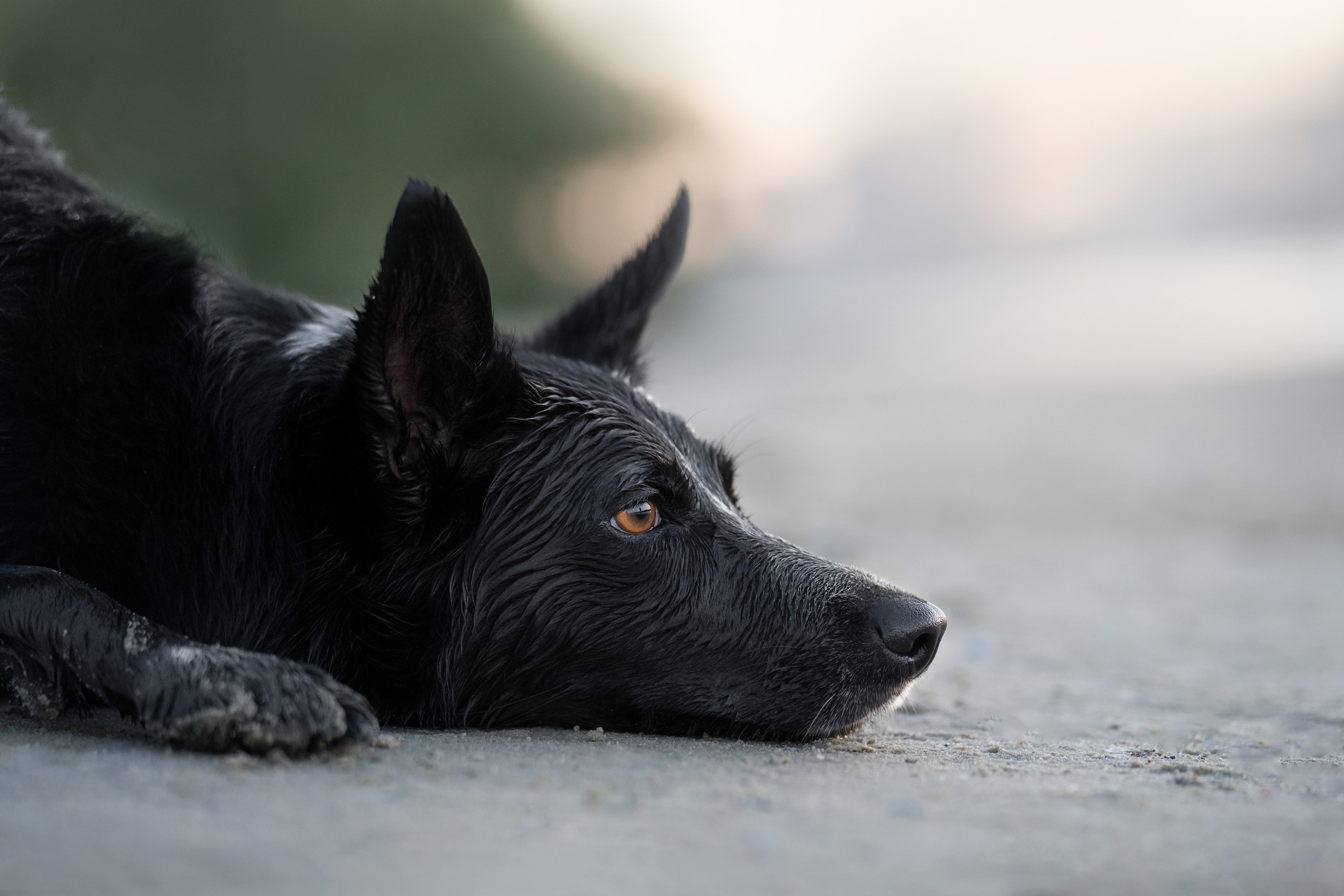 Йота. Фотограф анималист