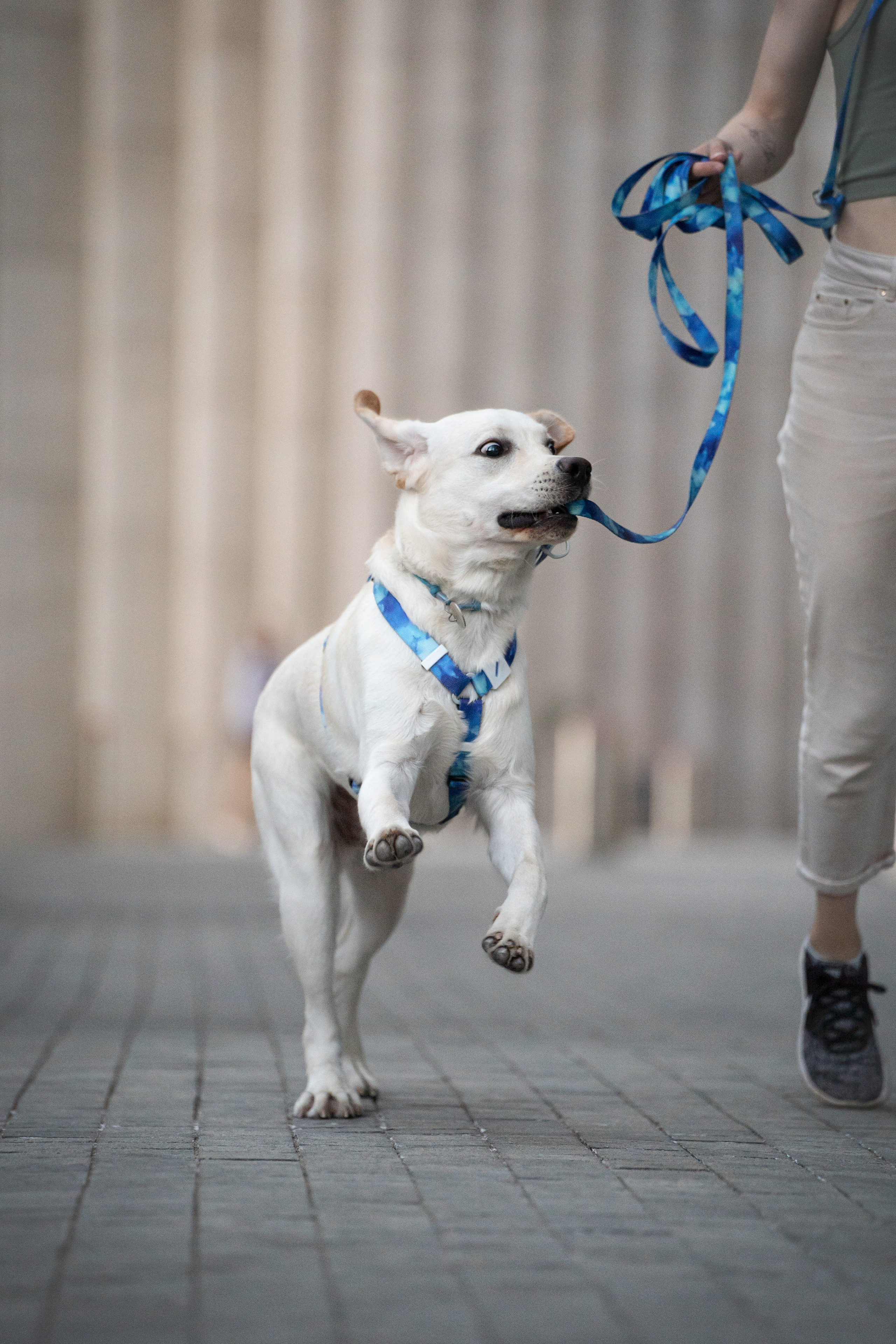 Наташа и Чарли. Фотограф анималист