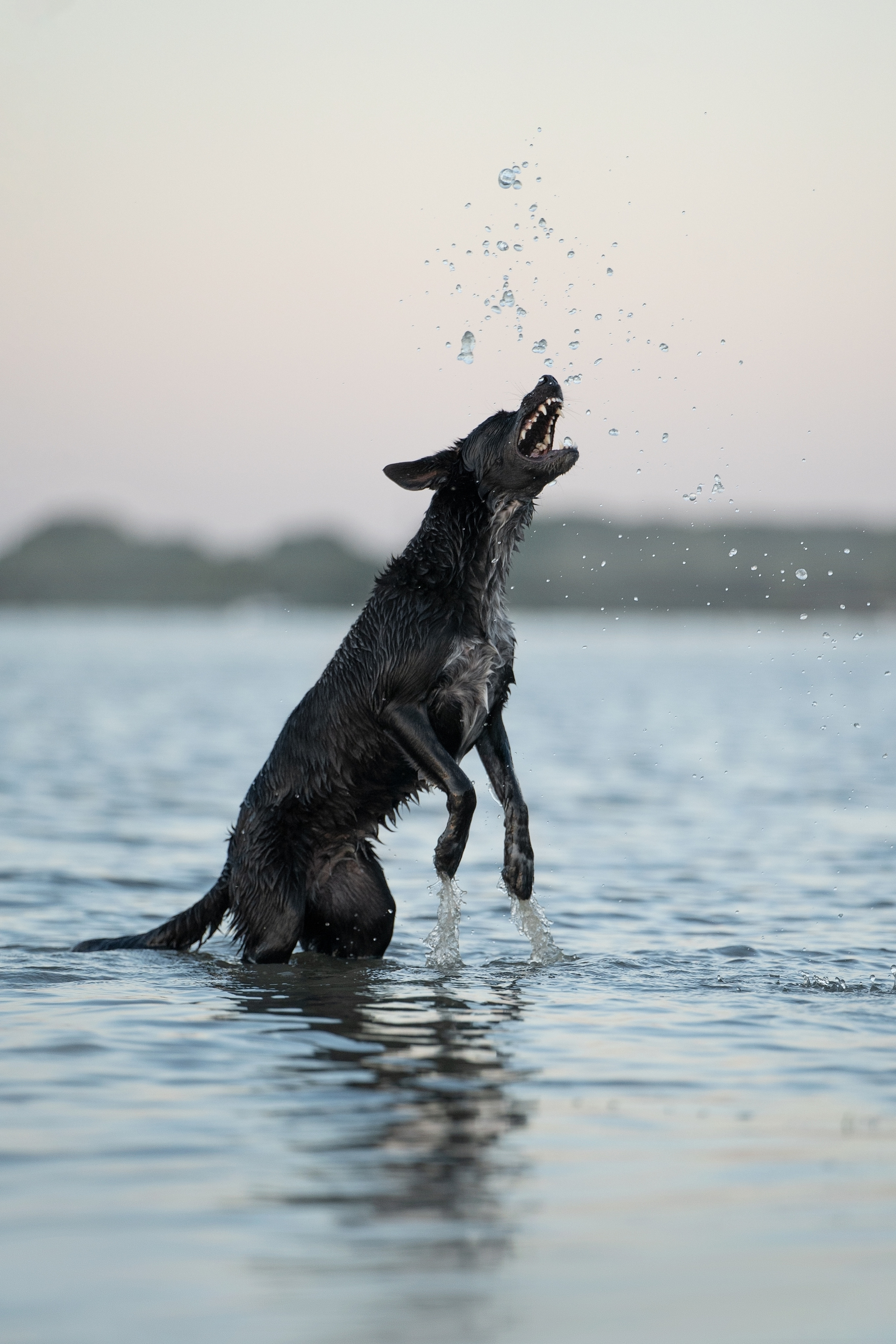 Йота. Фотограф анималист