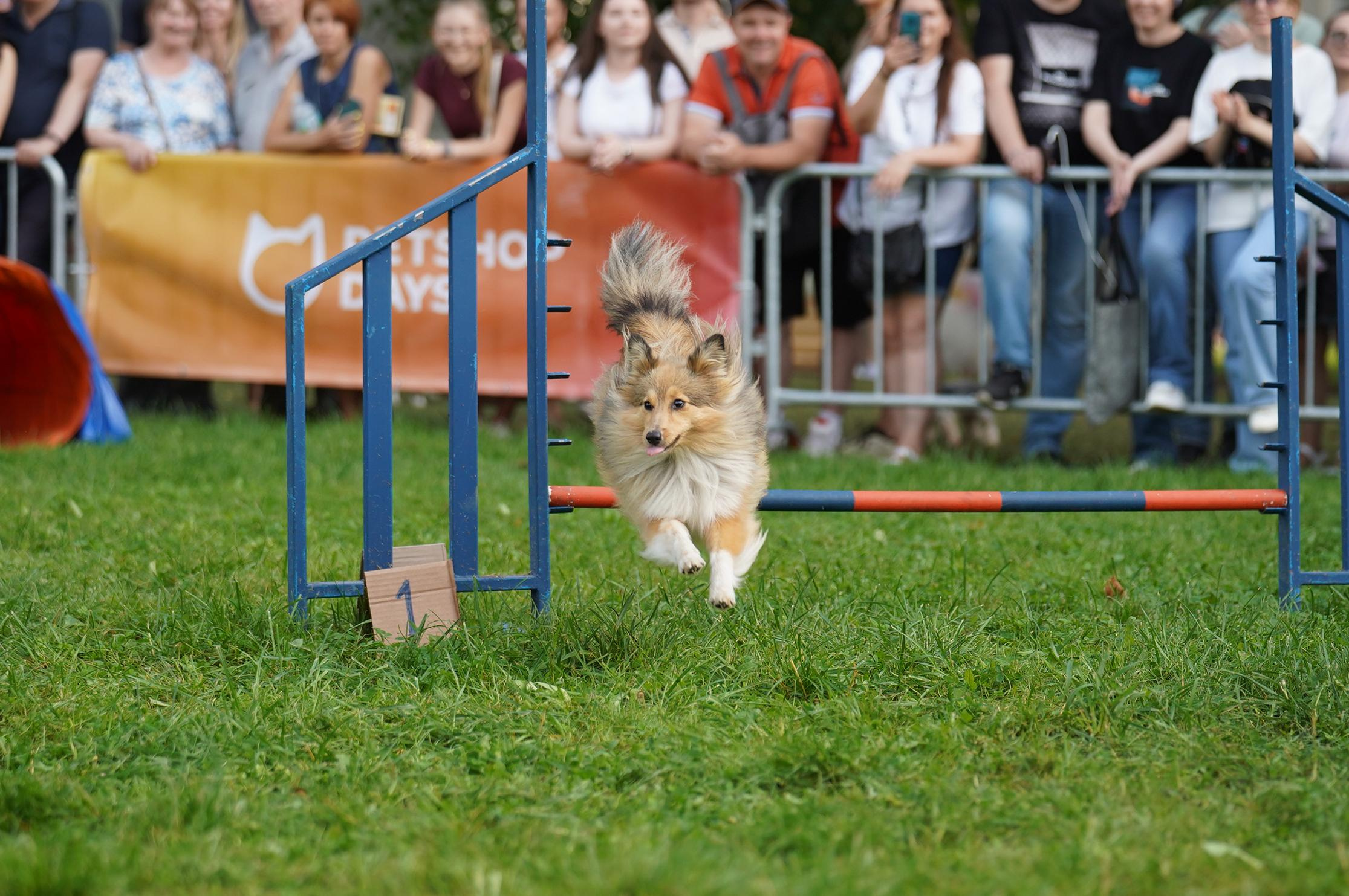 Петшопдей. Фотограф анималист