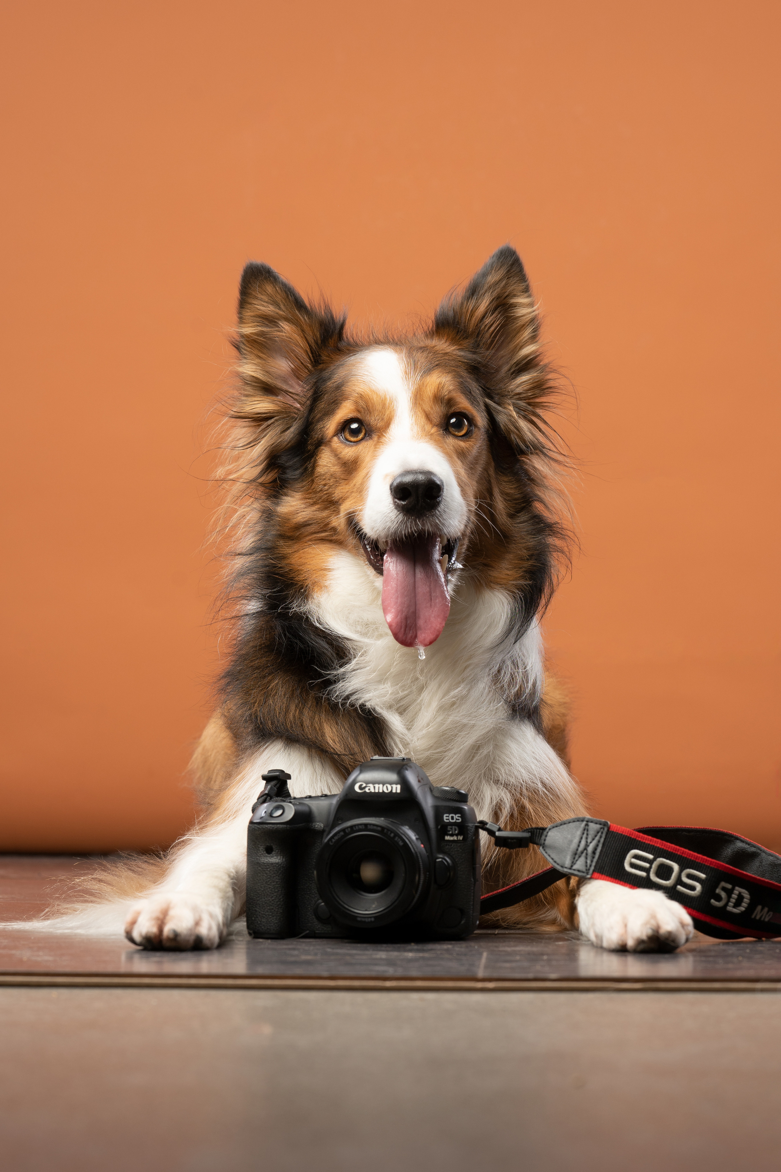В студии. Фотограф анималист