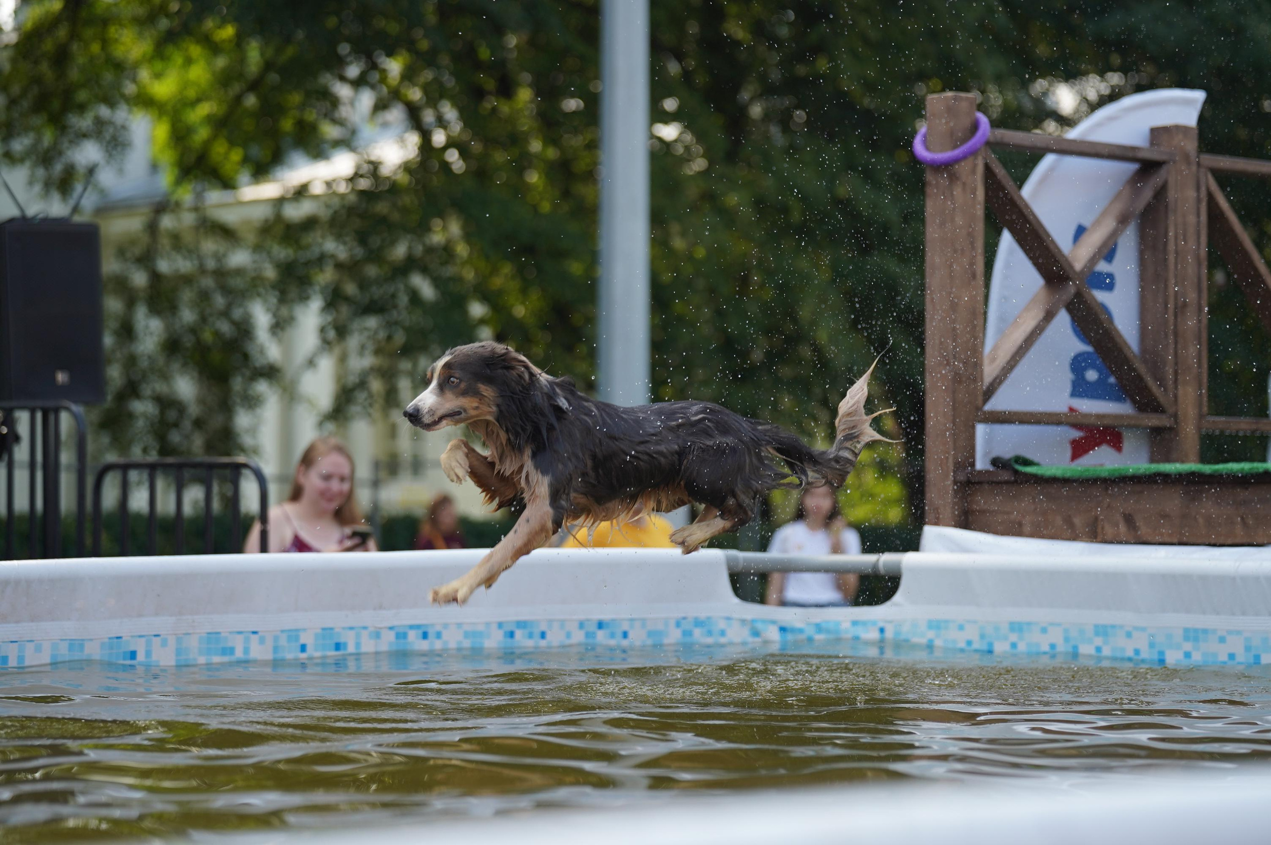 Петшопдей. Фотограф анималист
