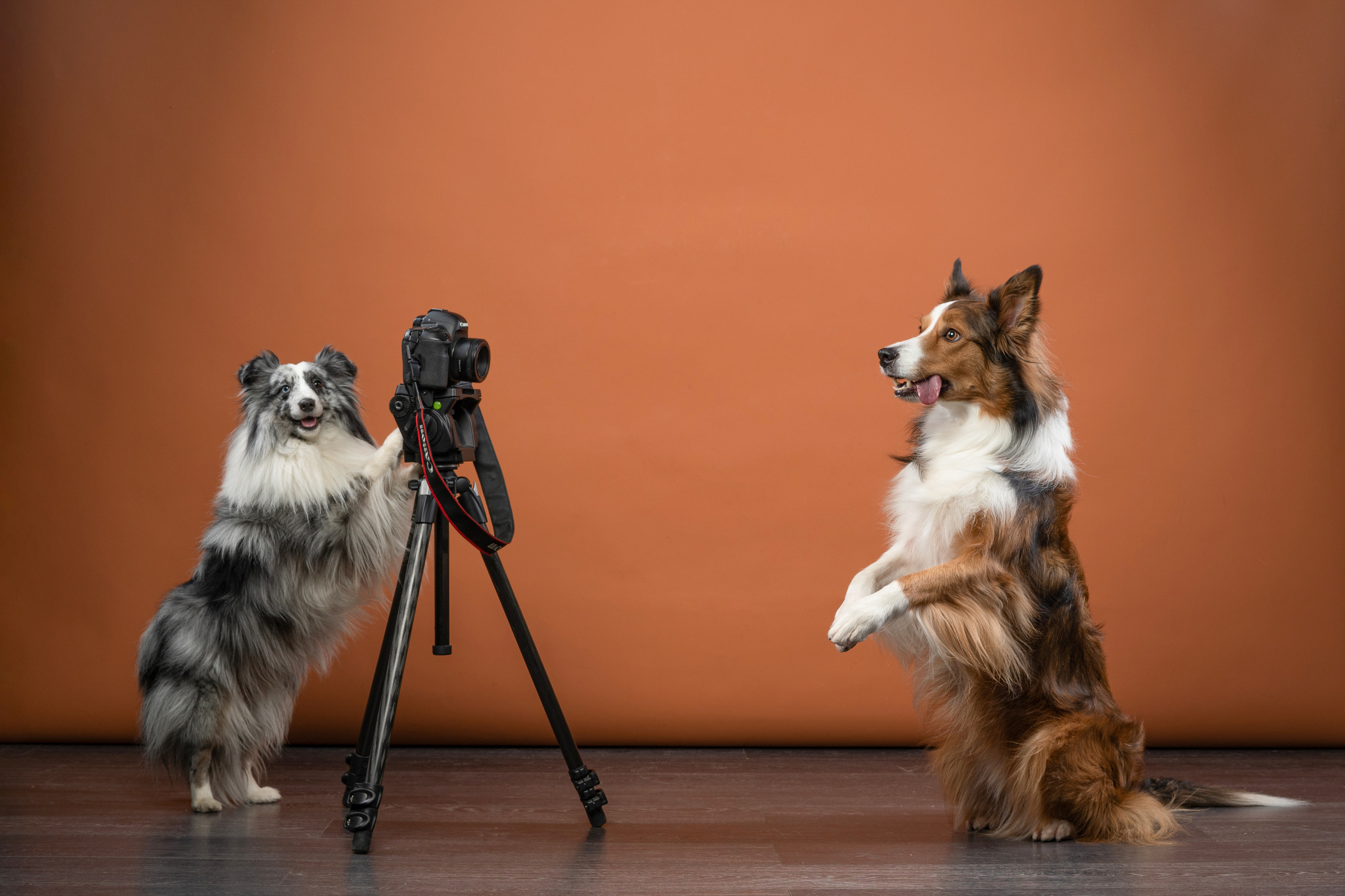 В студии. Фотограф анималист