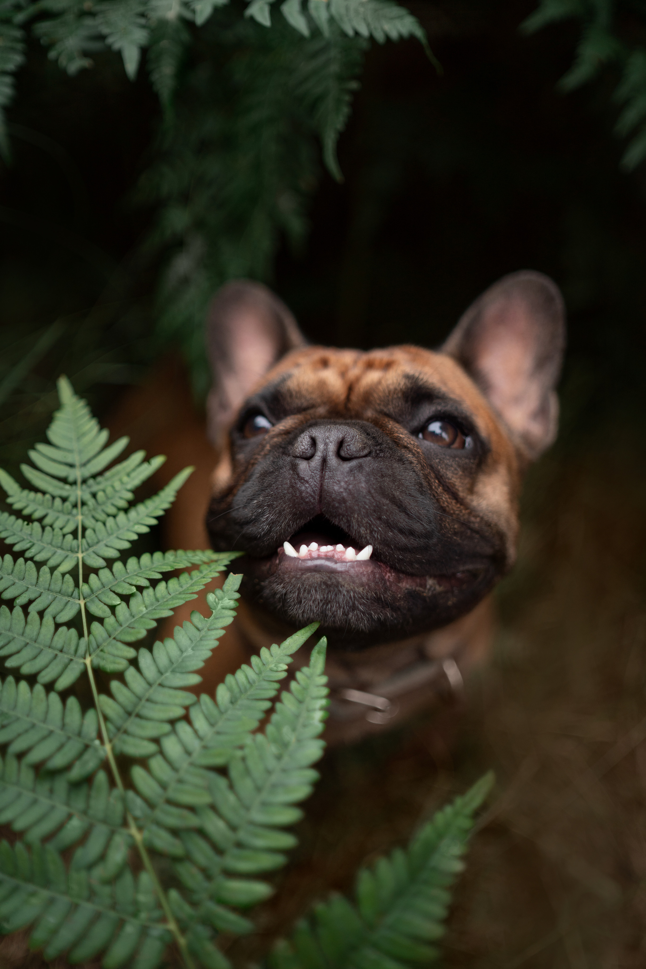 Катя, Антон, Марс и Юта. Фотограф анималист