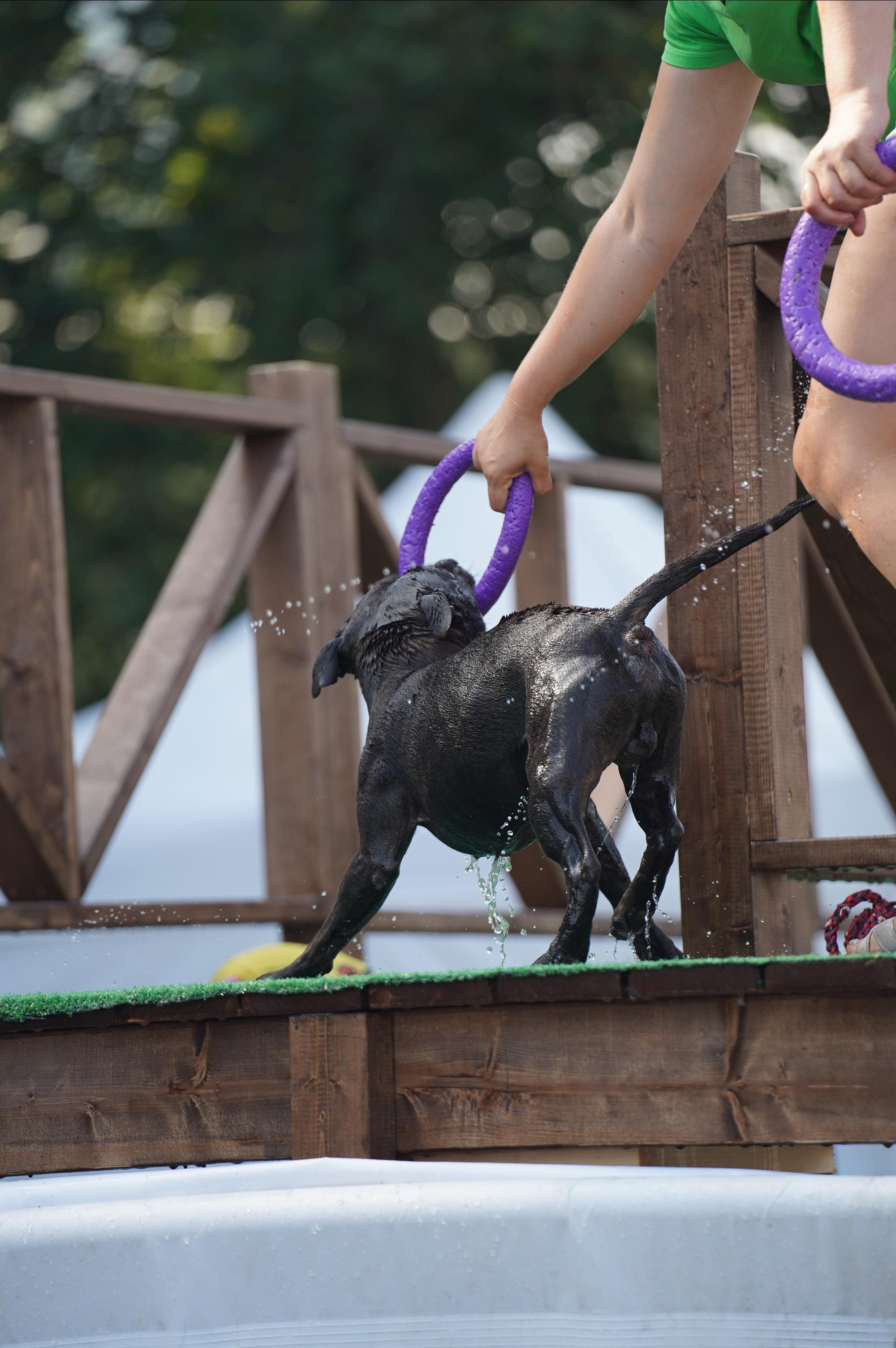 Петшопдей. Фотограф анималист