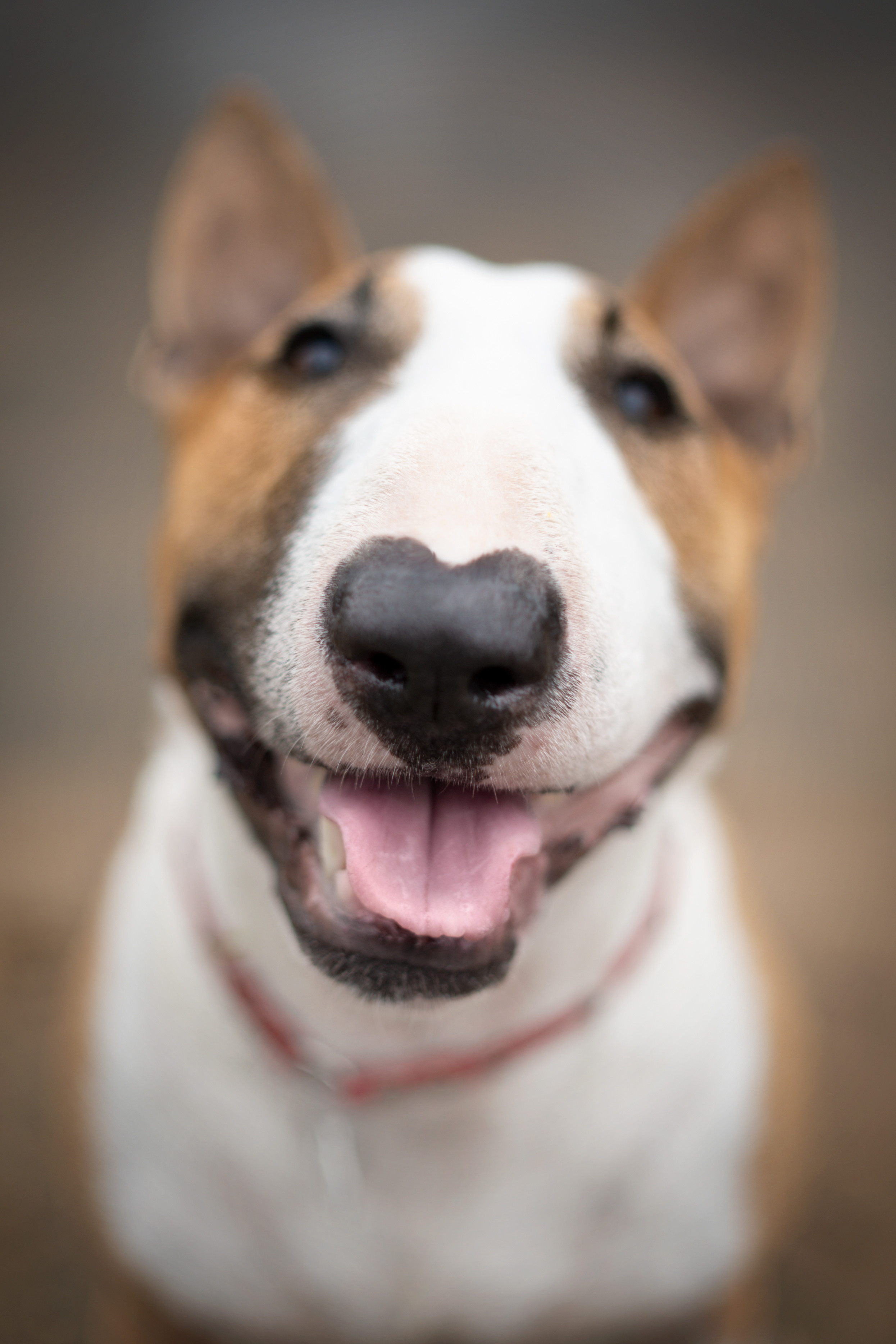 Яна и Юни. Фотограф анималист